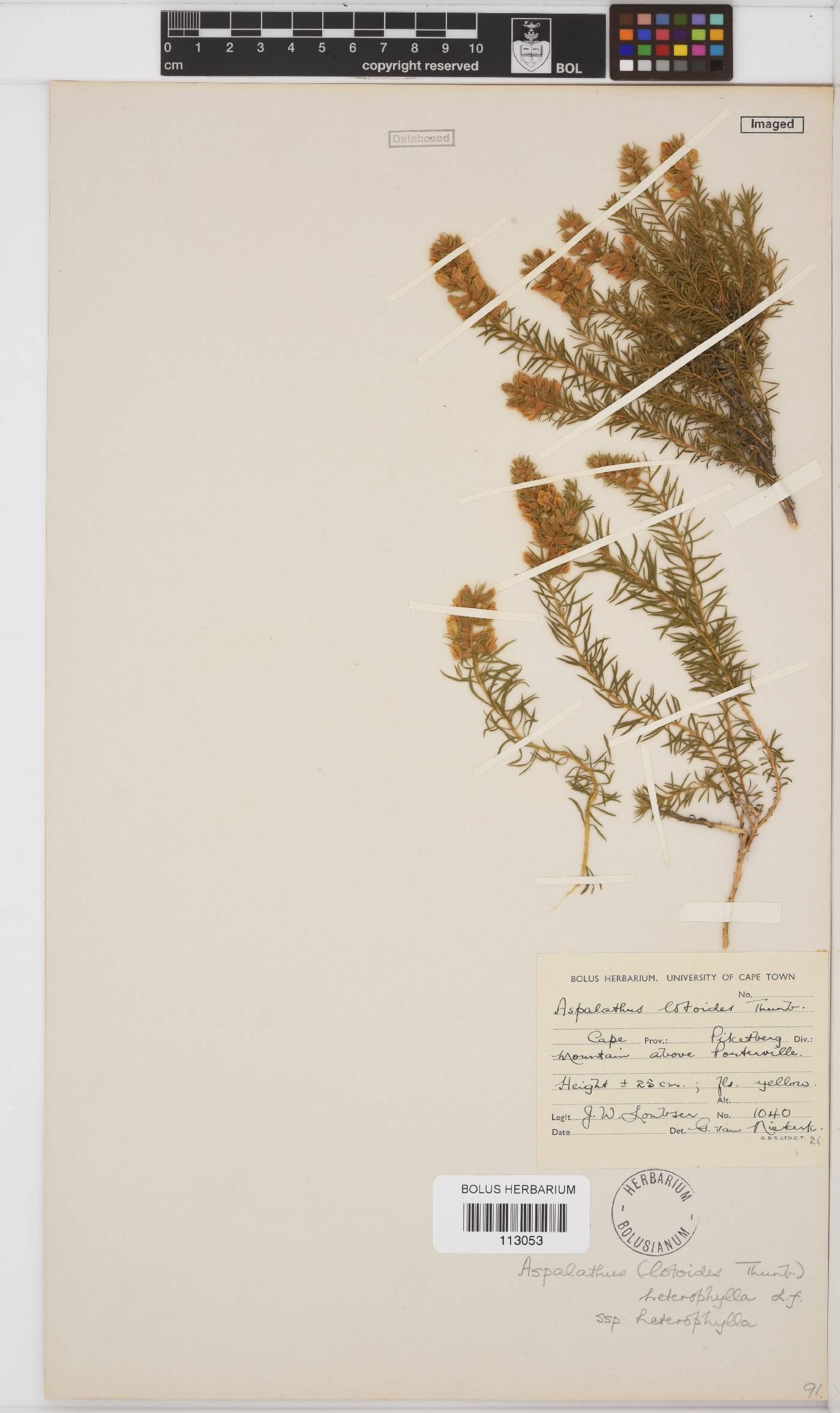 Aspalathus heterophylla image