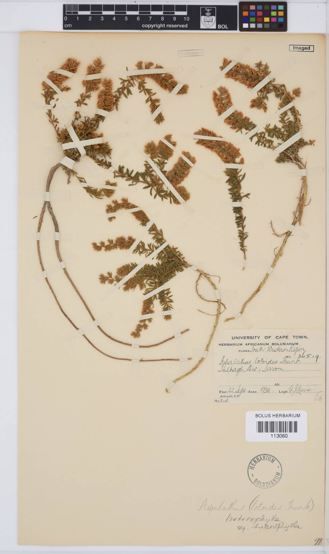Aspalathus heterophylla image