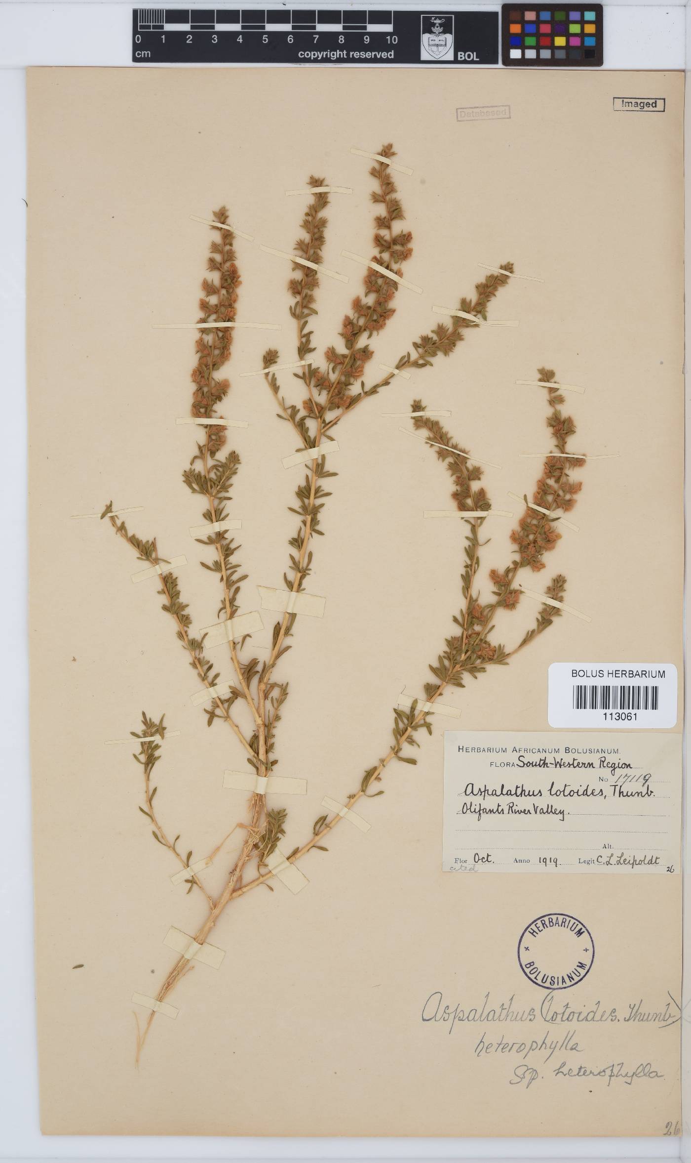 Aspalathus heterophylla image