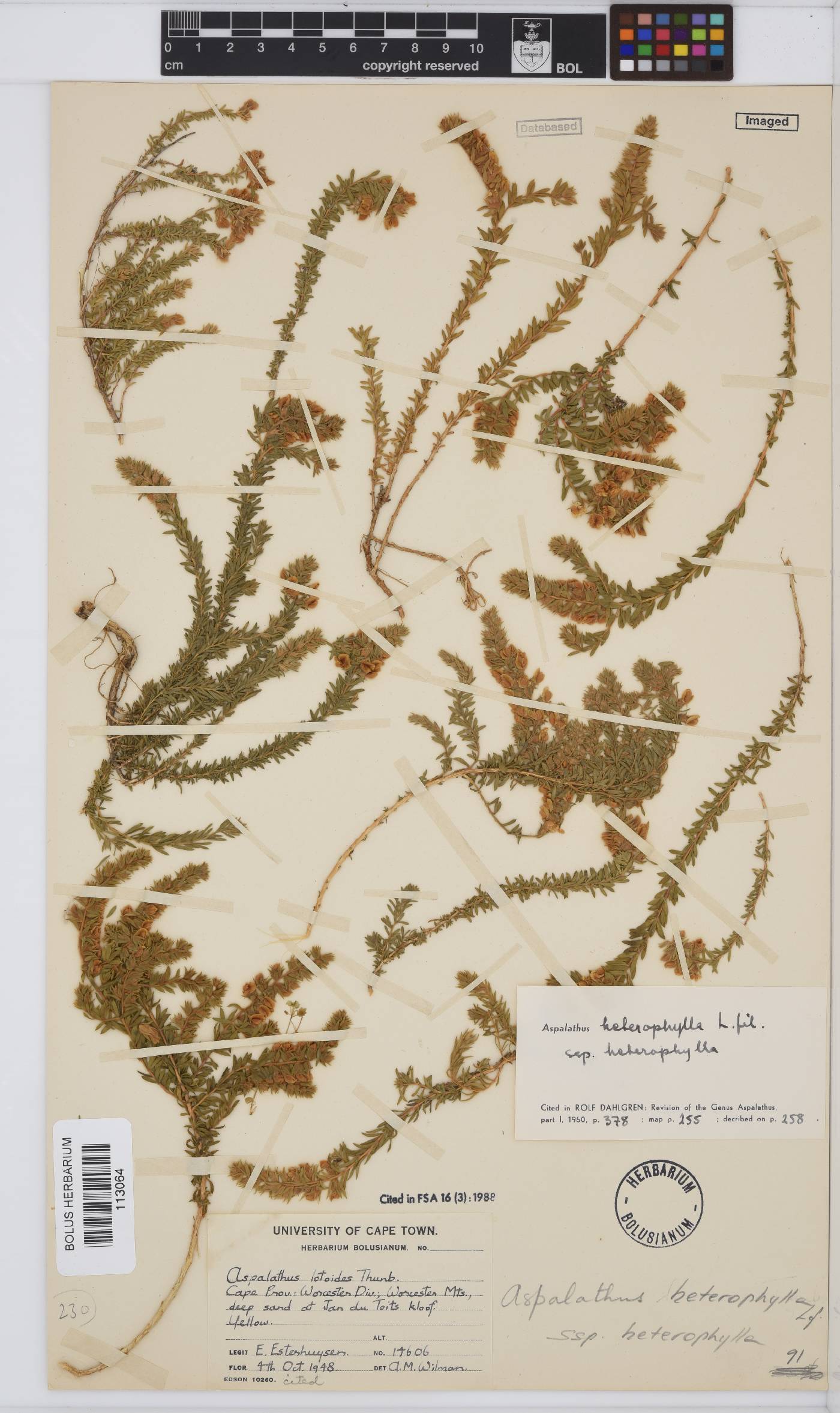 Aspalathus heterophylla image