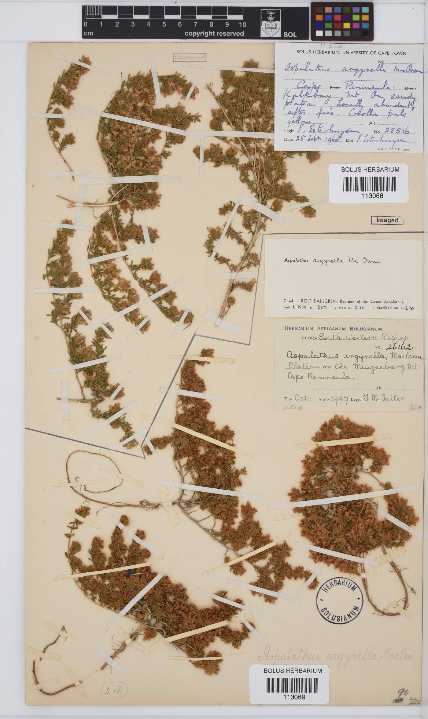 Aspalathus argyrella image