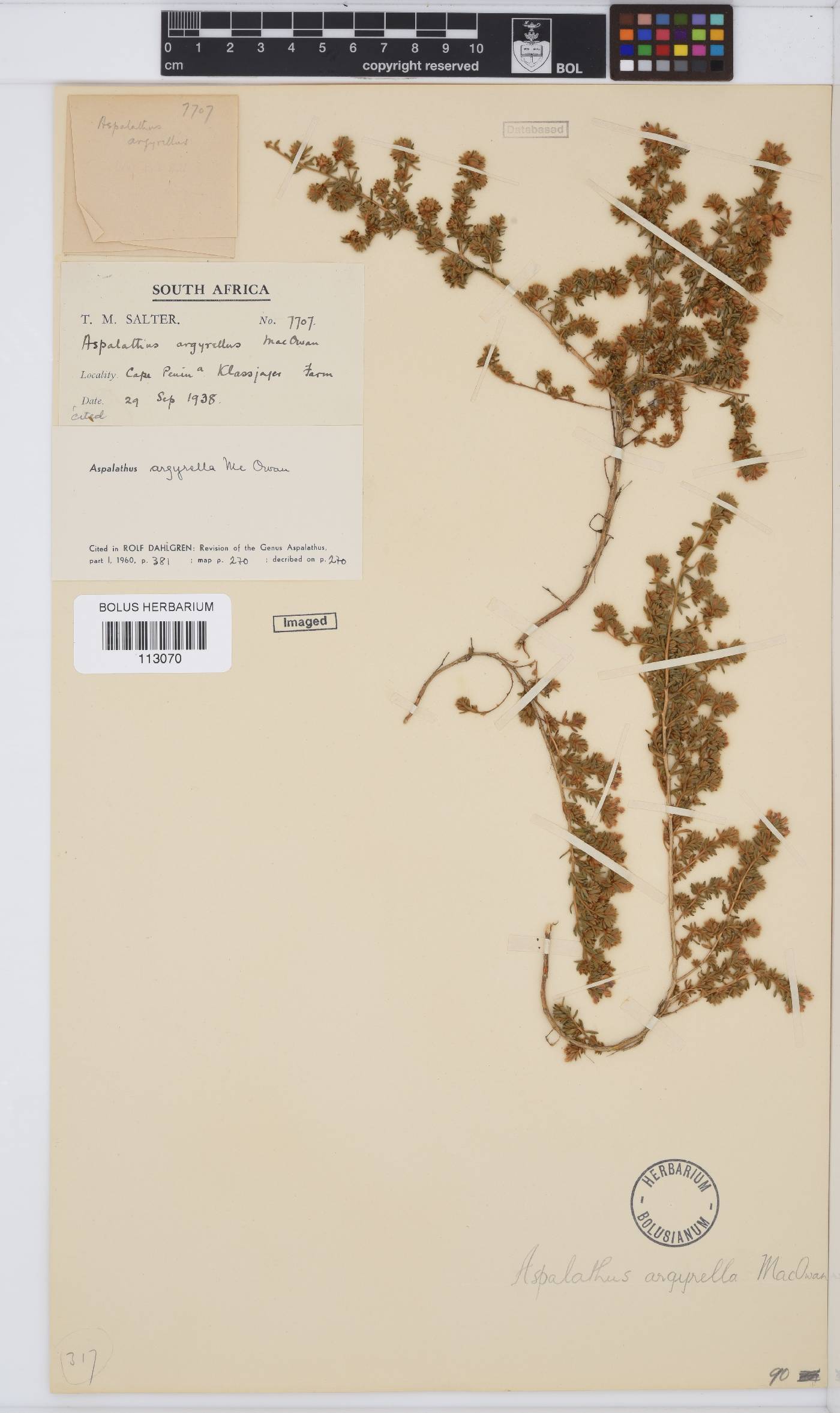 Aspalathus argyrella image