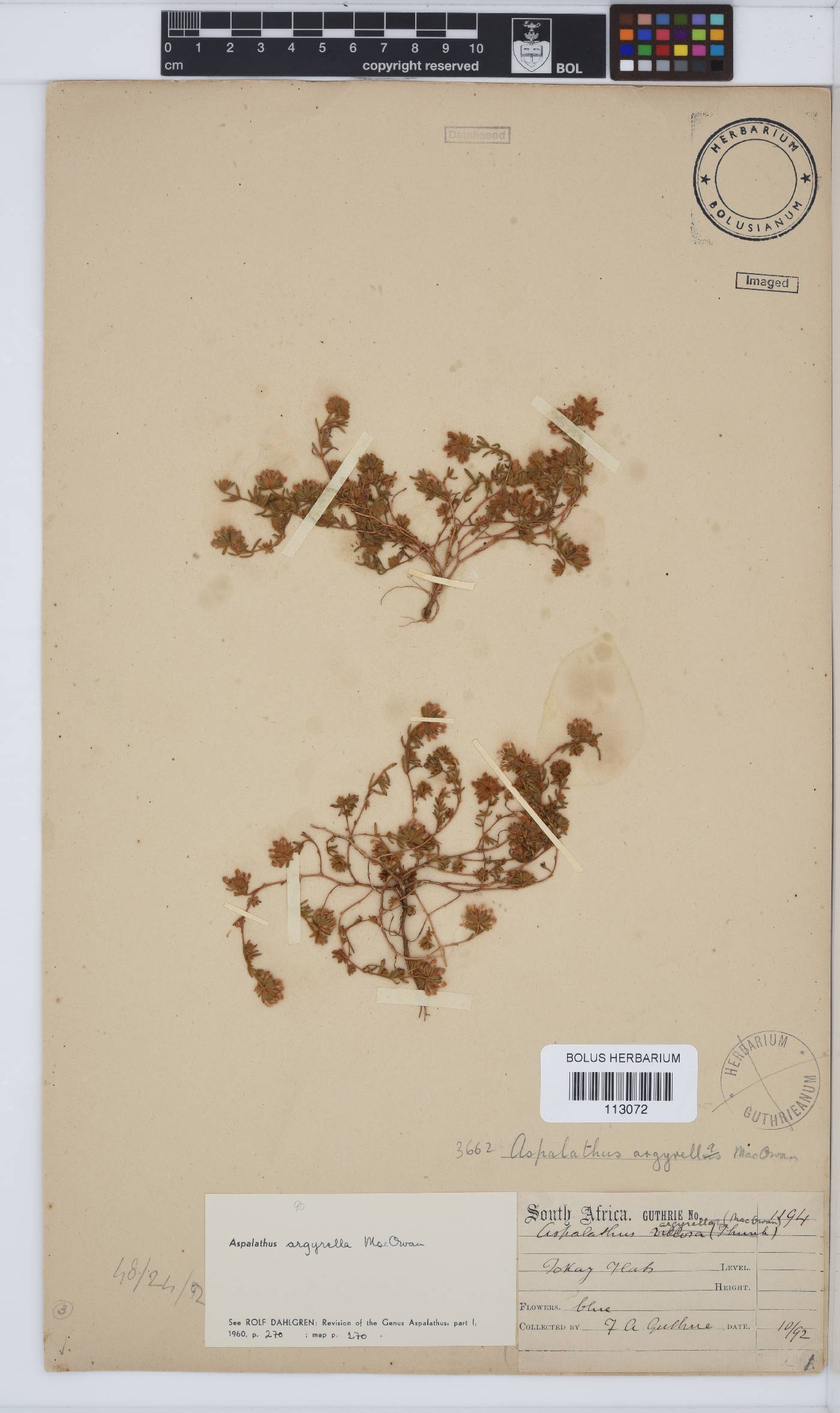 Aspalathus argyrella image
