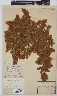 Aspalathus argyrella image
