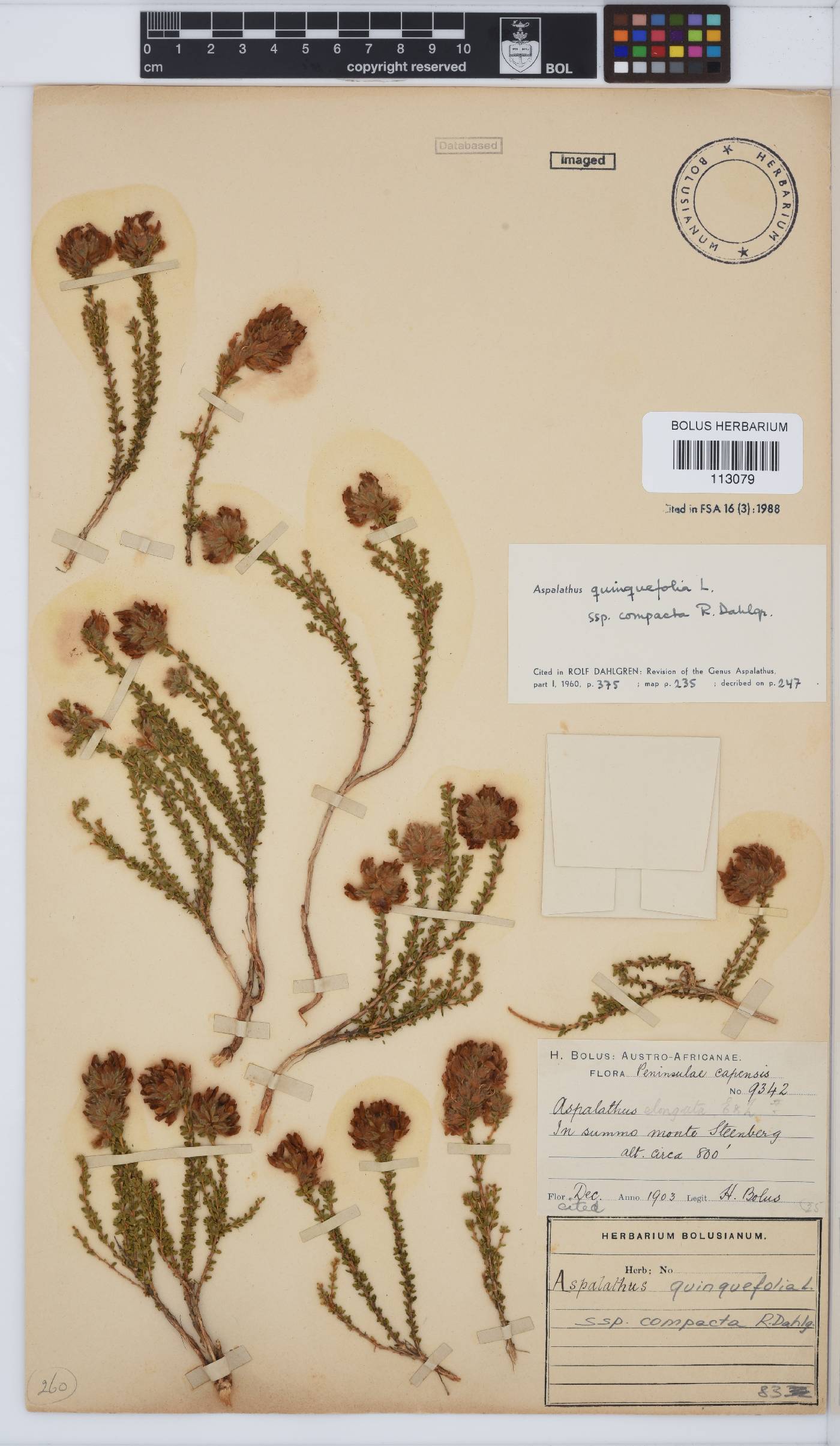 Aspalathus quinquefolia subsp. compacta image