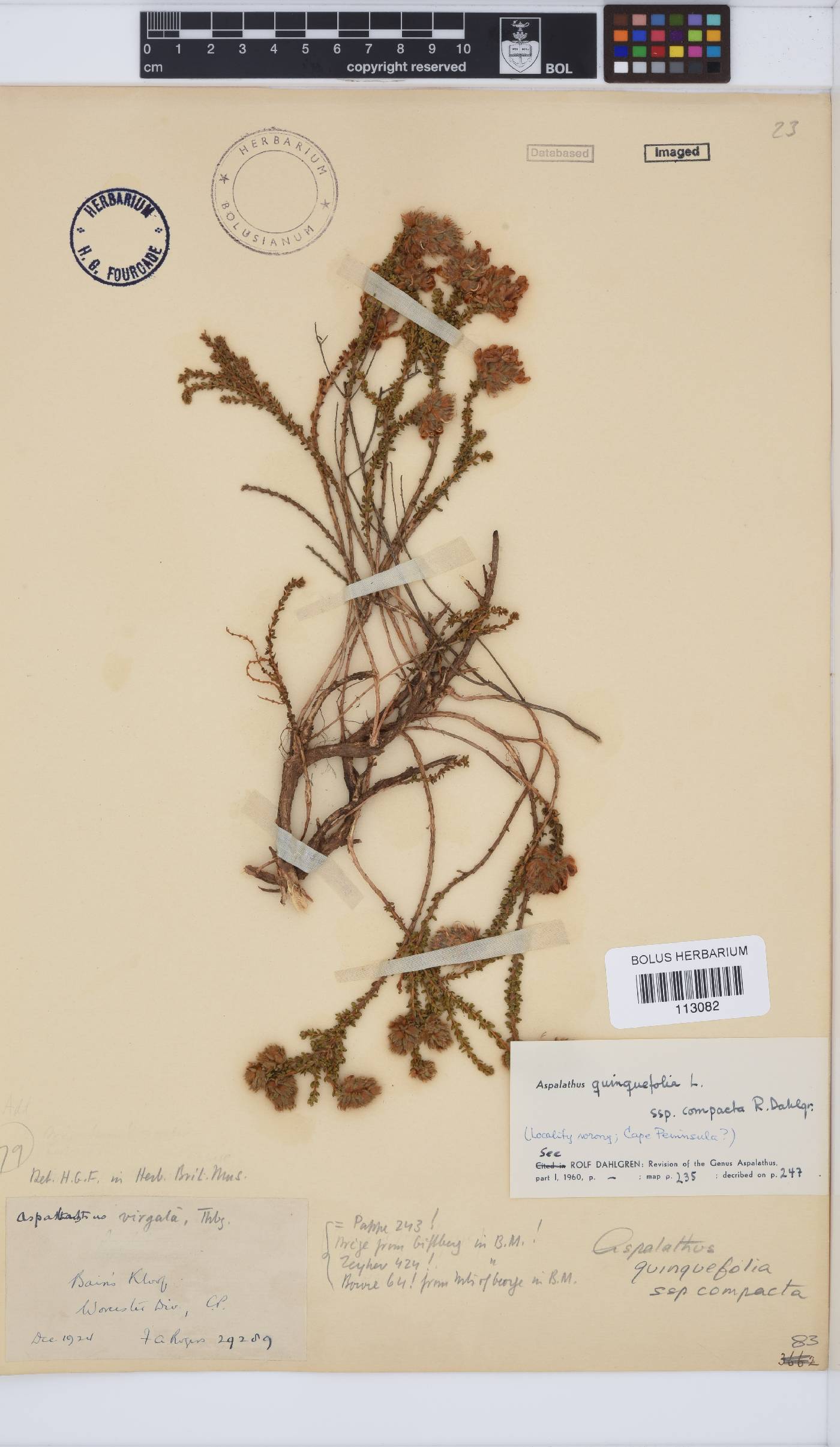 Aspalathus quinquefolia subsp. compacta image