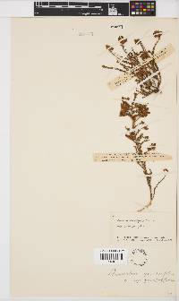 Aspalathus quinquefolia image
