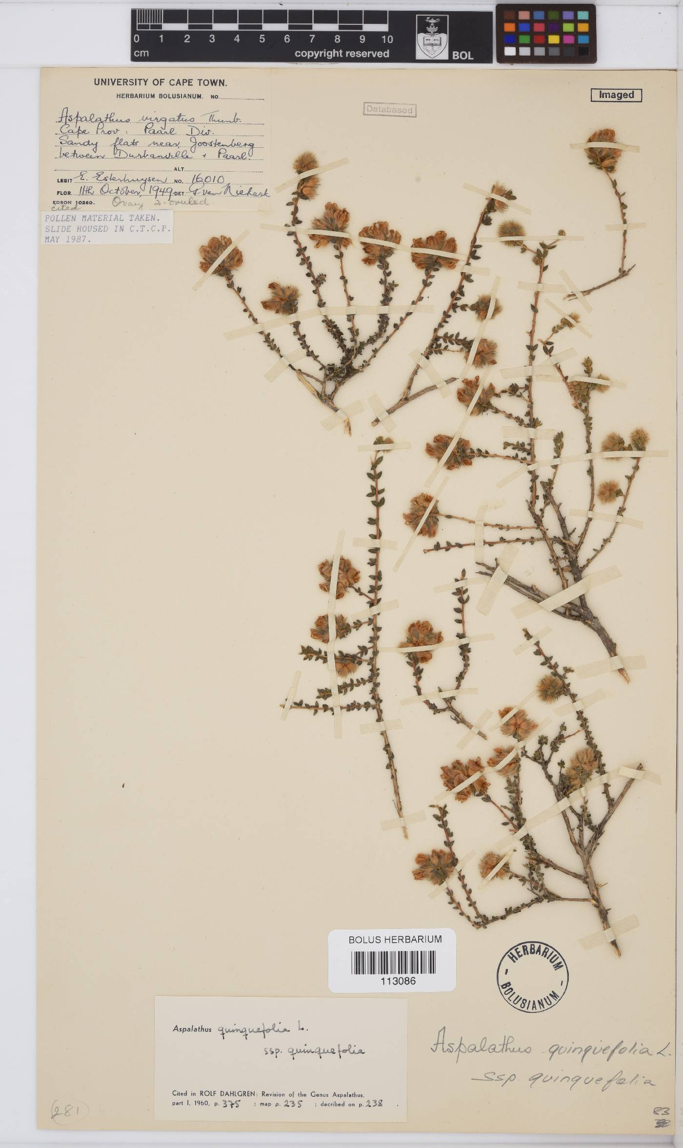 Aspalathus quinquefolia subsp. quinquefolia image