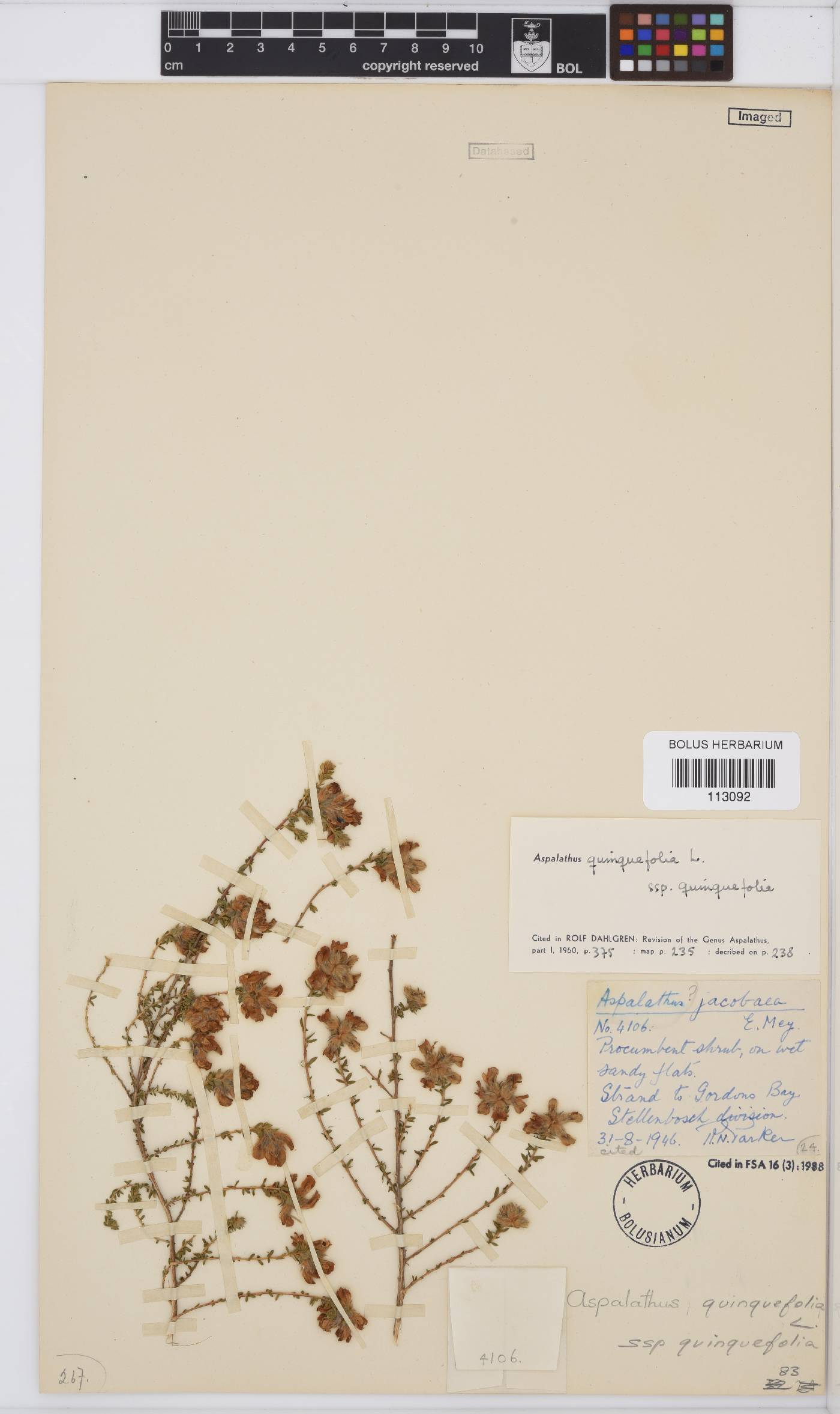 Aspalathus quinquefolia subsp. quinquefolia image