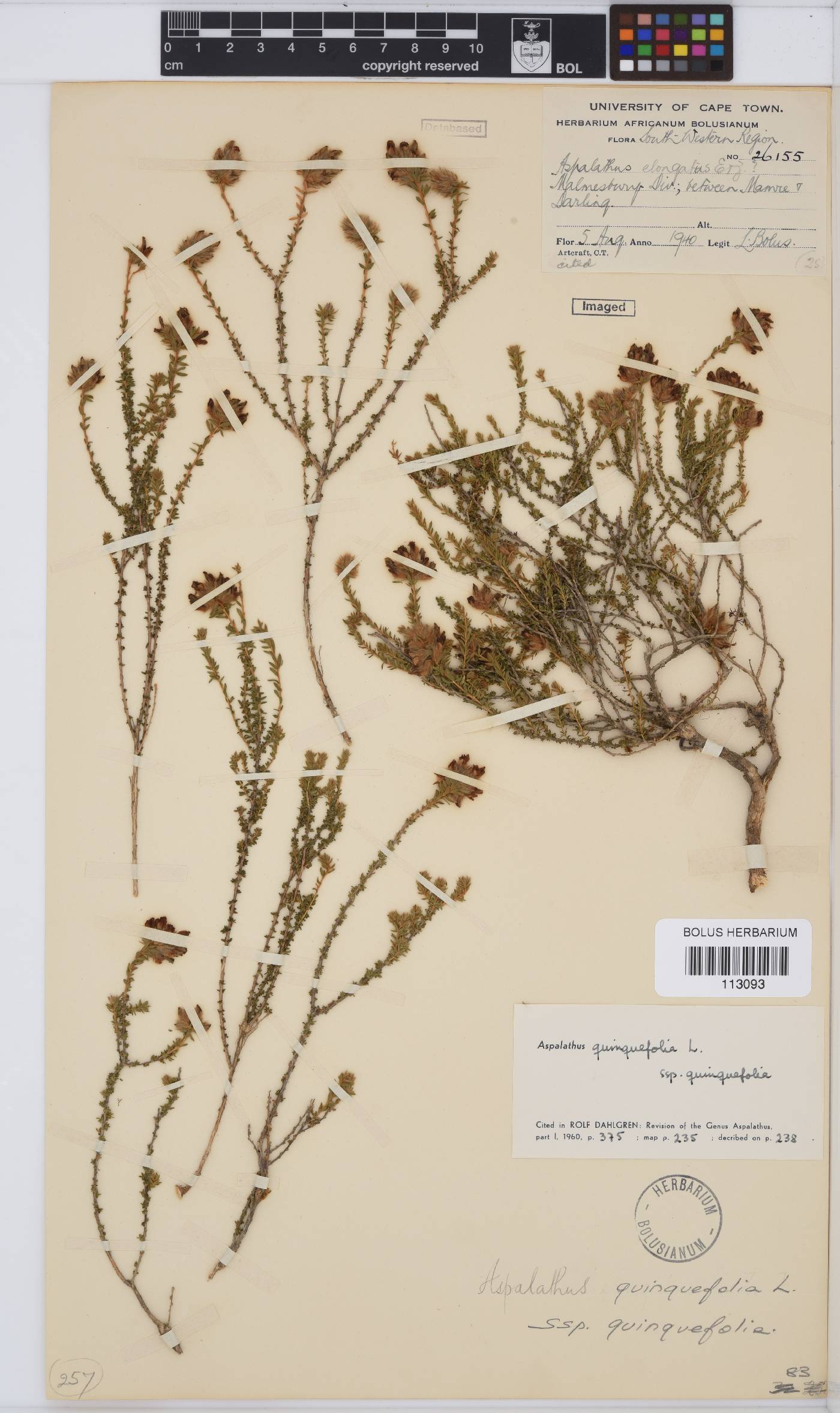 Aspalathus quinquefolia subsp. quinquefolia image