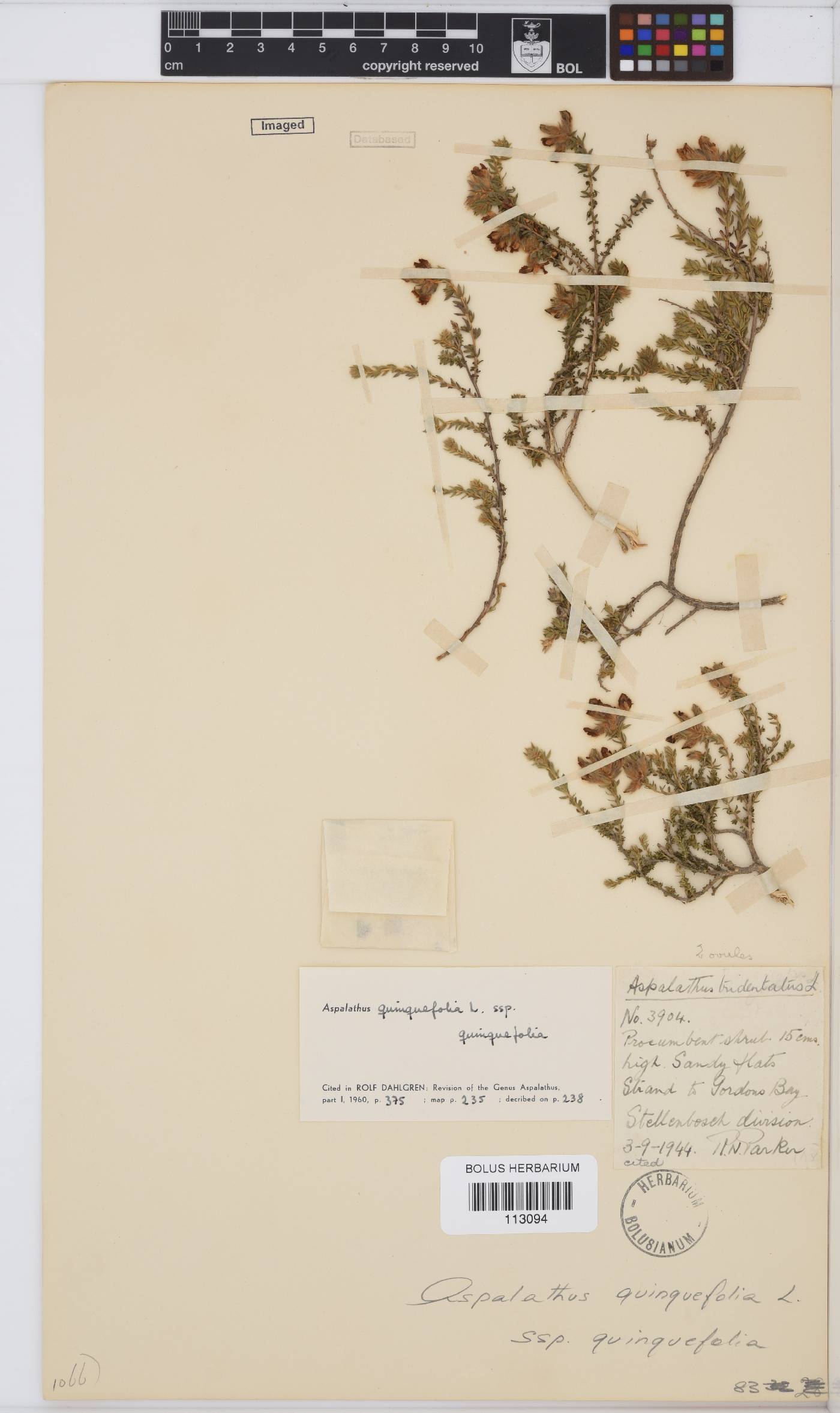 Aspalathus quinquefolia subsp. quinquefolia image