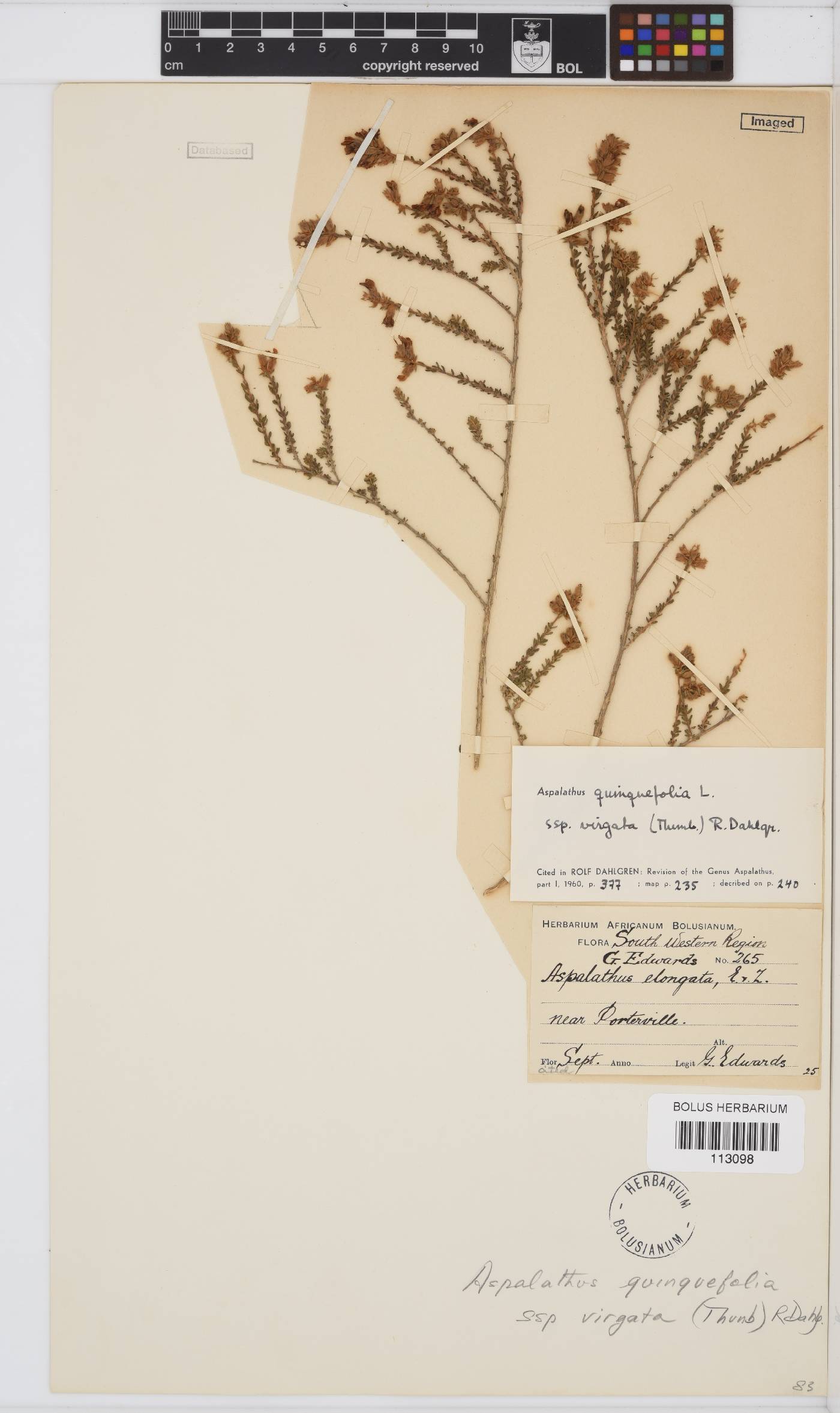 Aspalathus quinquefolia image