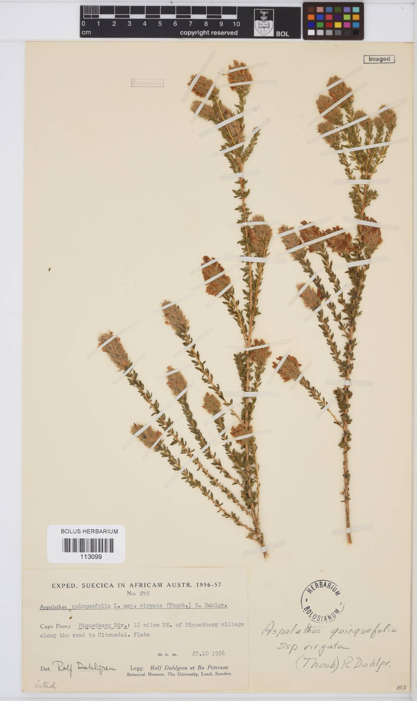 Aspalathus quinquefolia subsp. virgata image