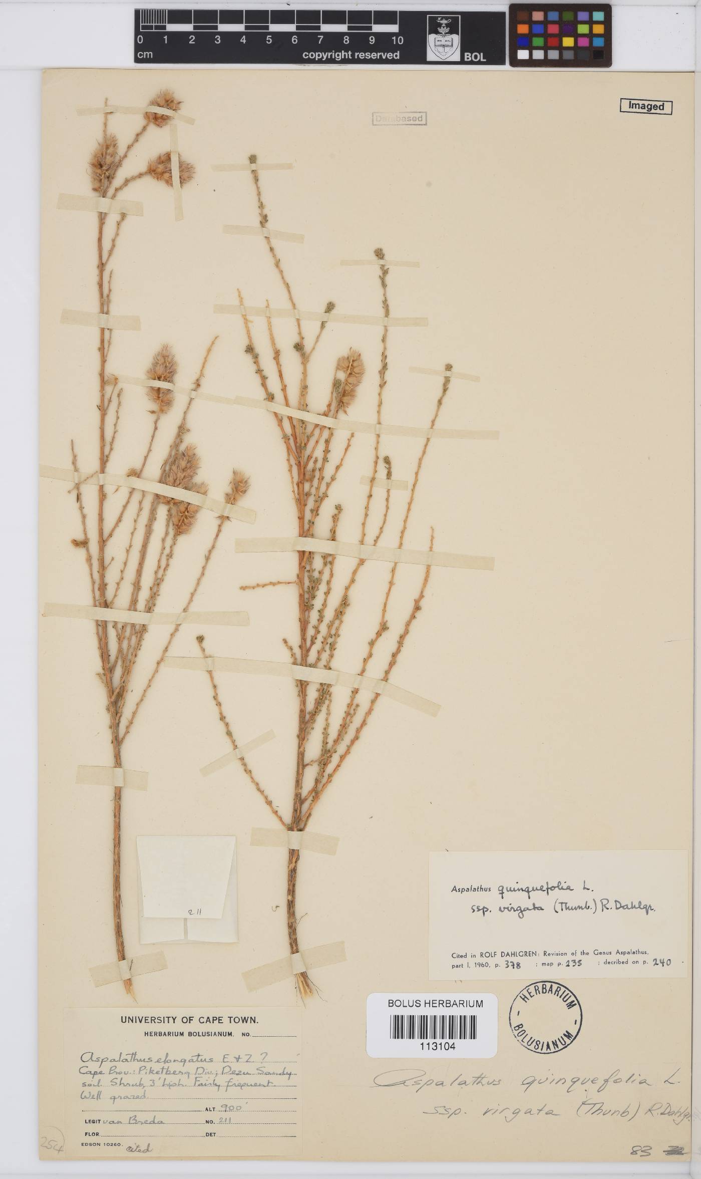 Aspalathus quinquefolia subsp. virgata image