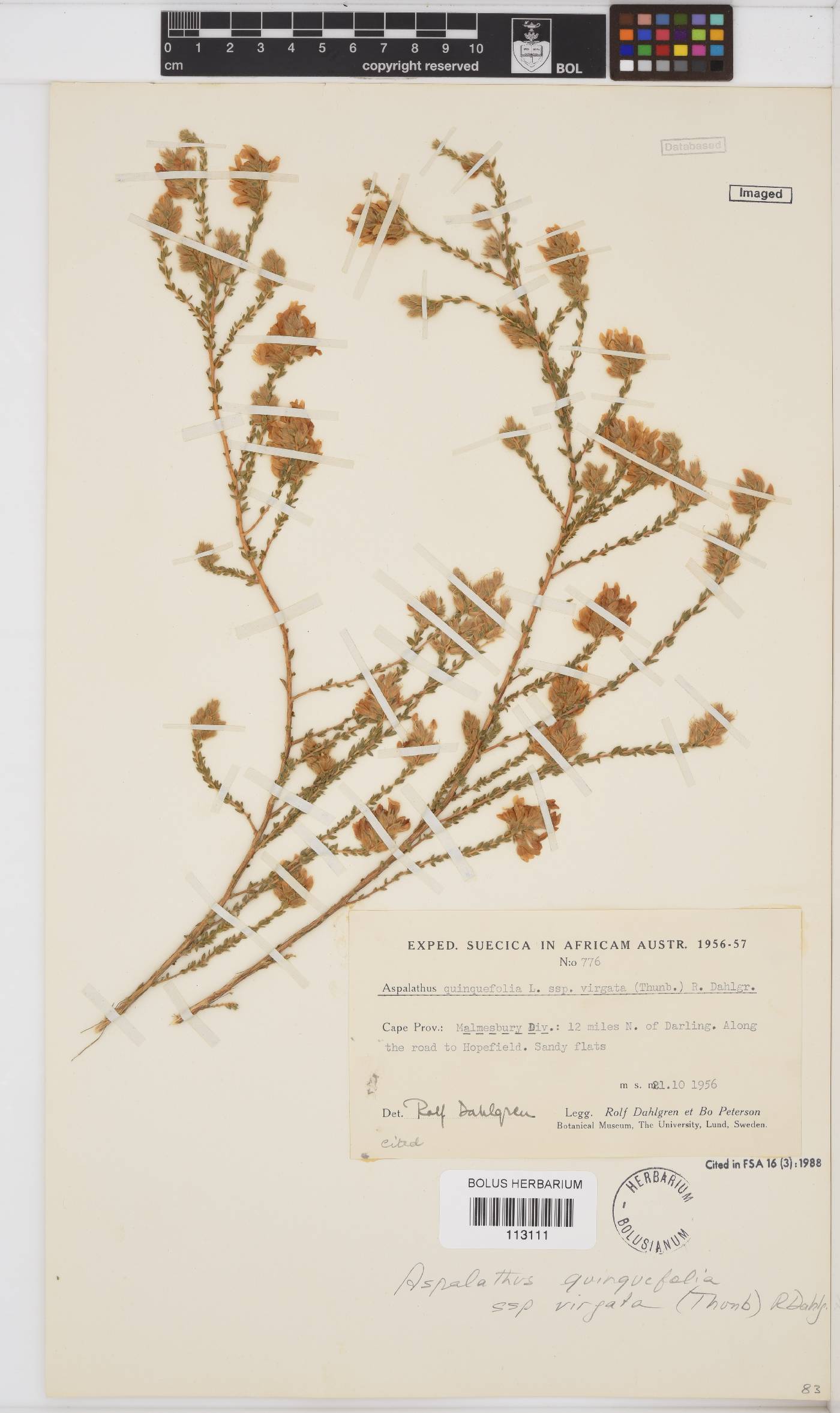 Aspalathus quinquefolia image