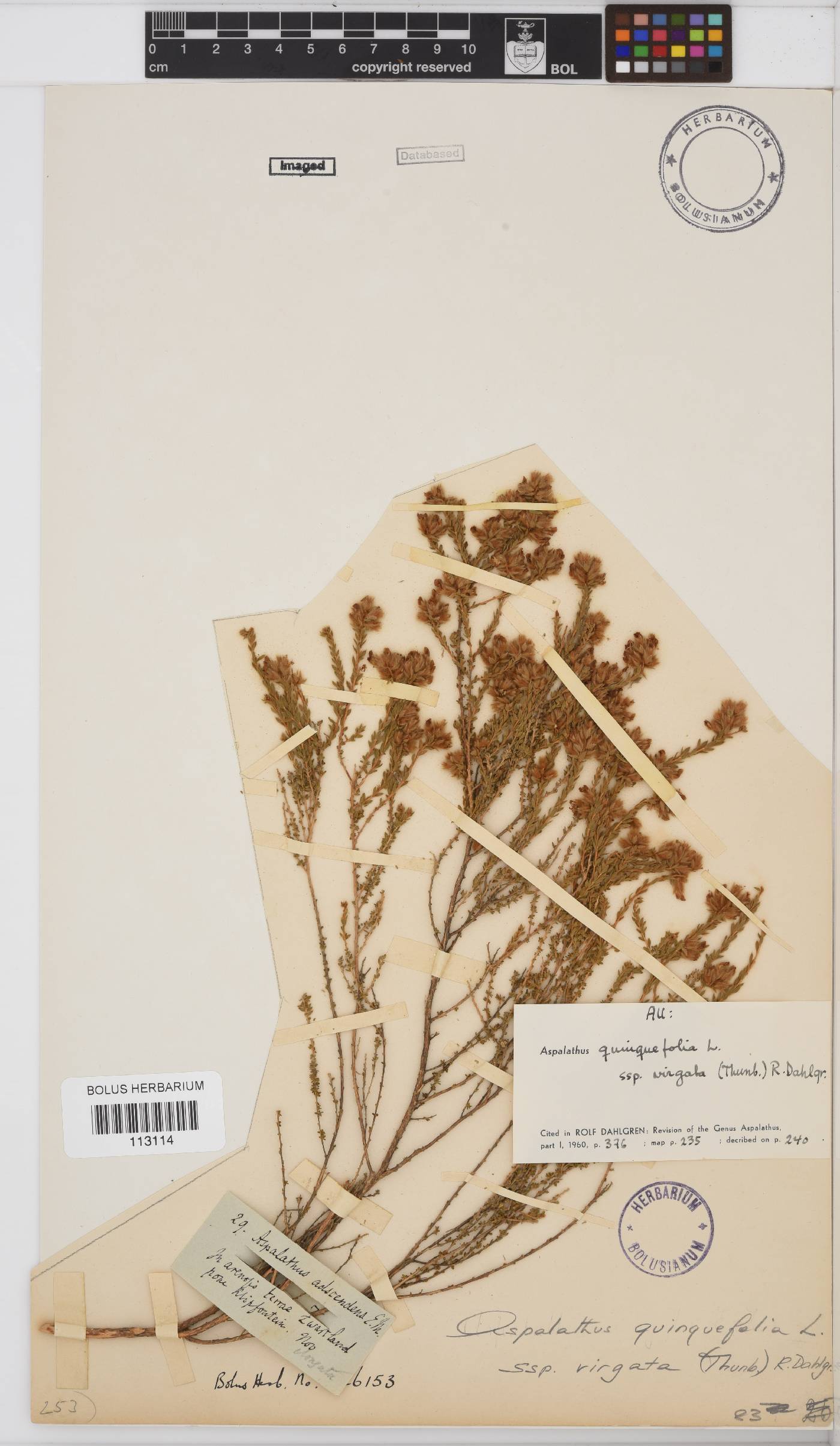 Aspalathus quinquefolia subsp. virgata image