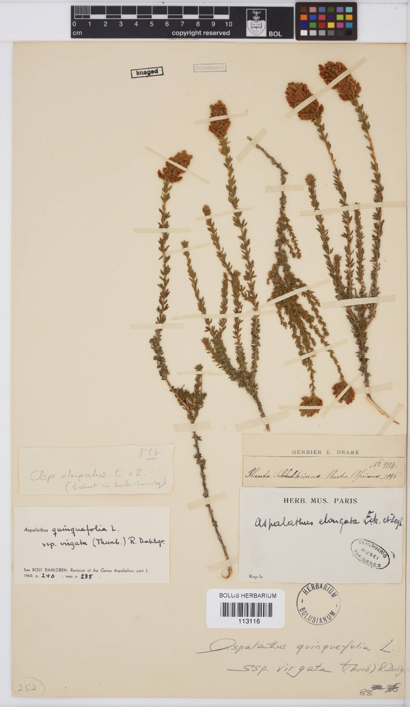 Aspalathus quinquefolia subsp. virgata image