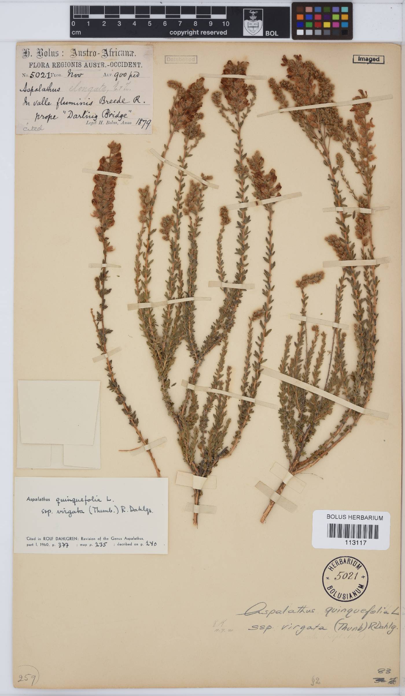 Aspalathus quinquefolia subsp. virgata image