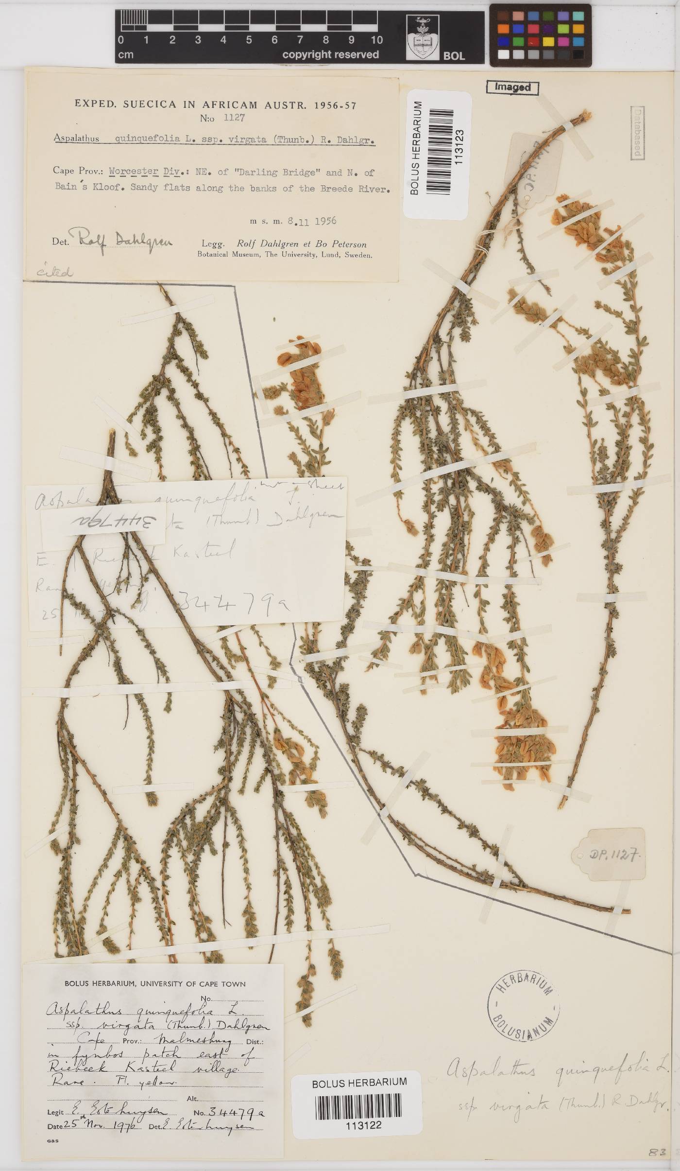 Aspalathus quinquefolia subsp. virgata image