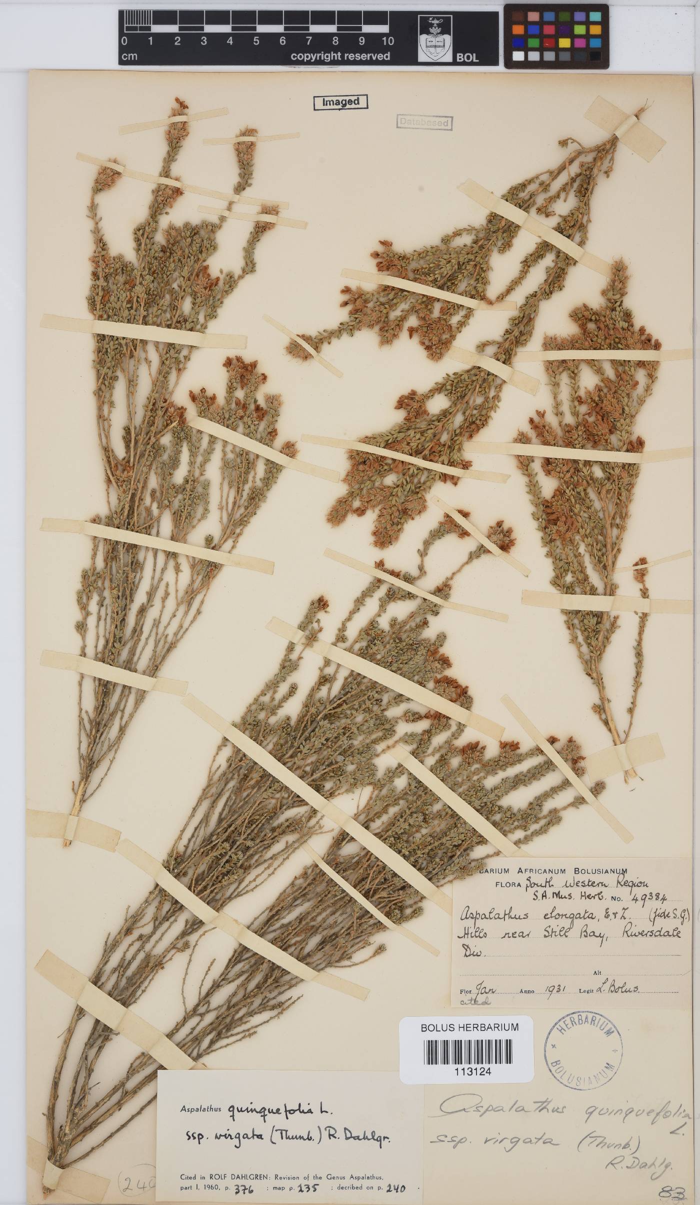 Aspalathus quinquefolia subsp. virgata image