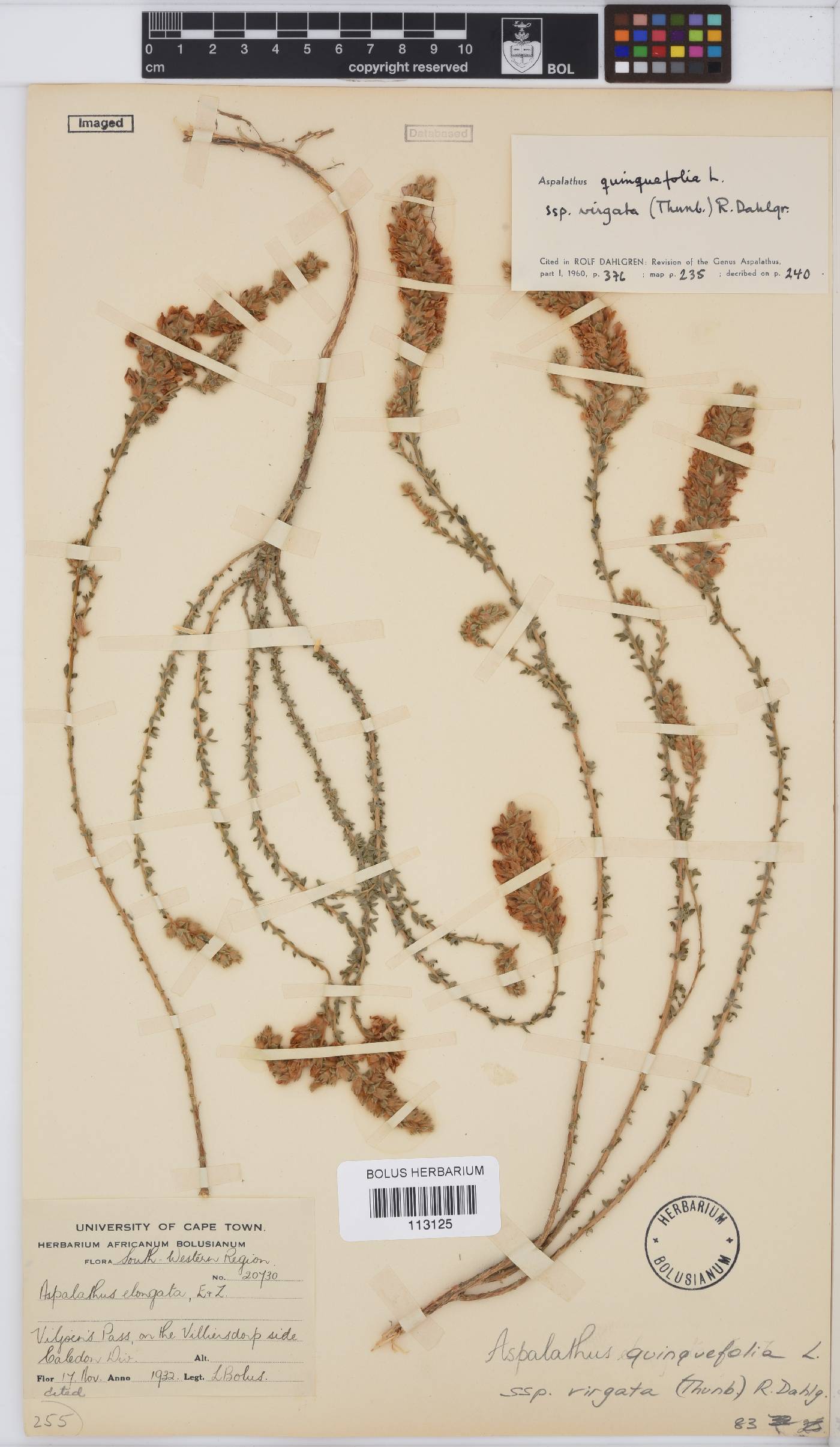 Aspalathus quinquefolia subsp. virgata image