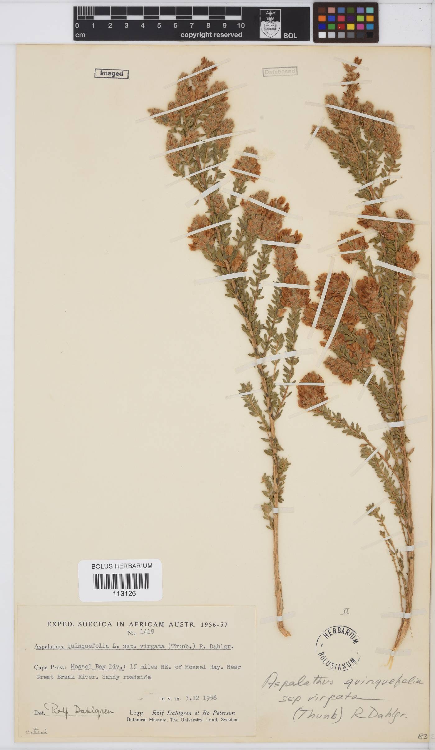 Aspalathus quinquefolia subsp. virgata image