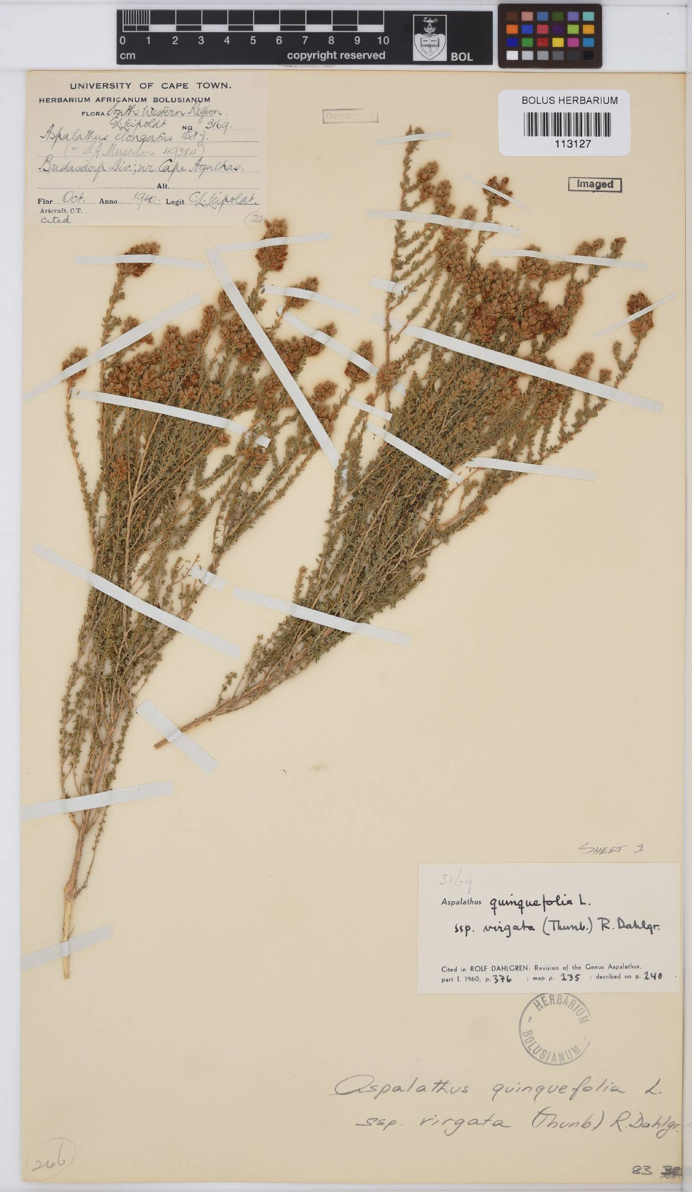 Aspalathus quinquefolia subsp. virgata image