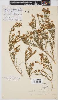Aspalathus quinquefolia image