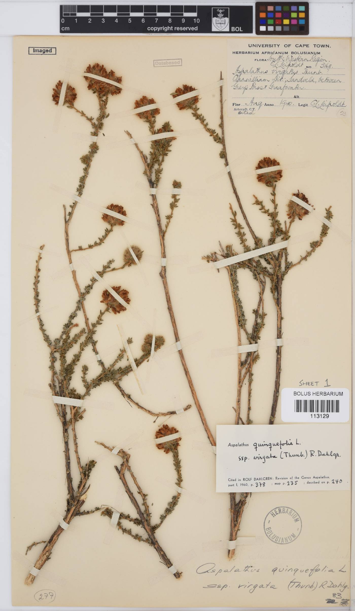 Aspalathus quinquefolia subsp. virgata image