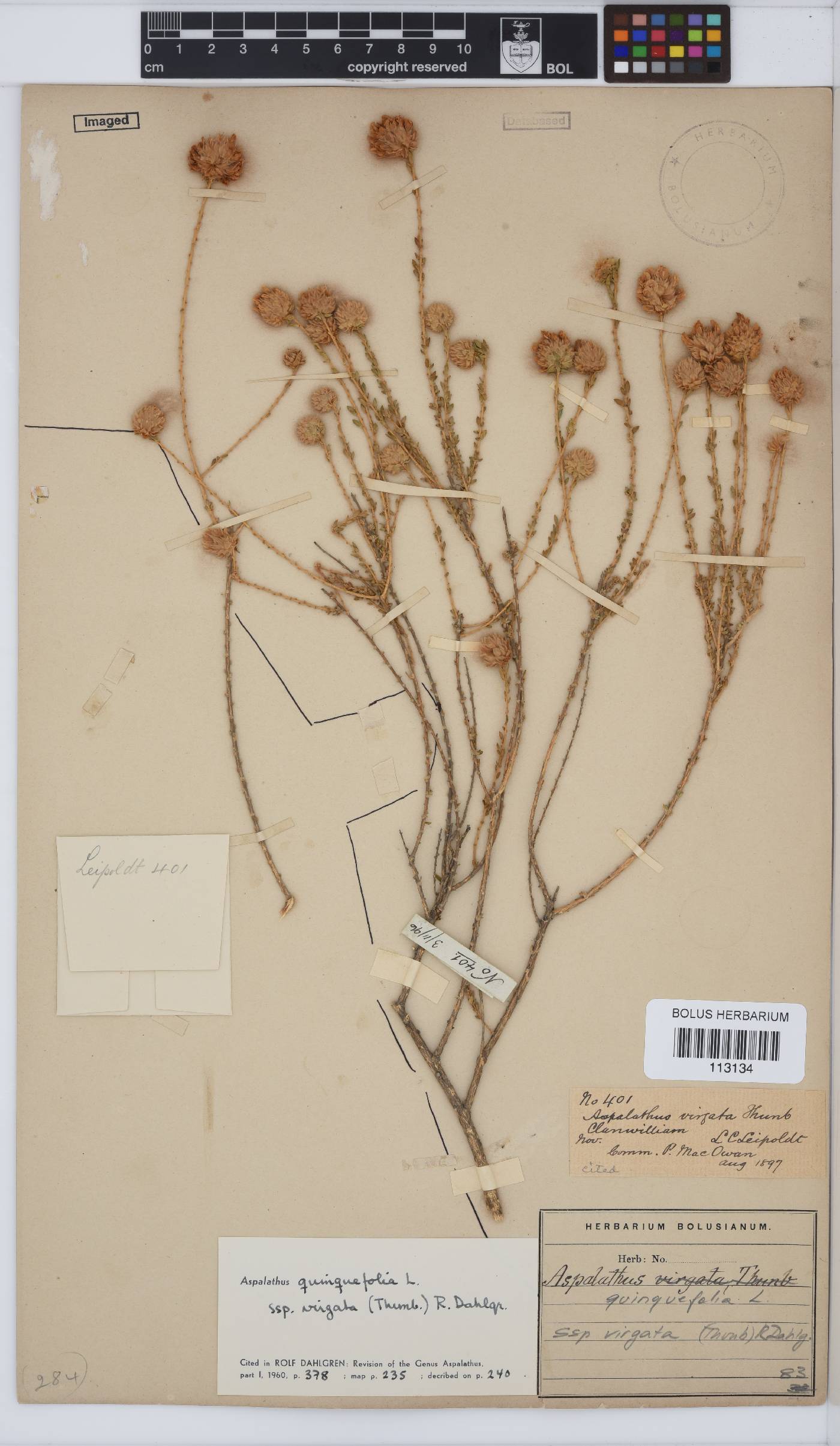 Aspalathus quinquefolia subsp. virgata image