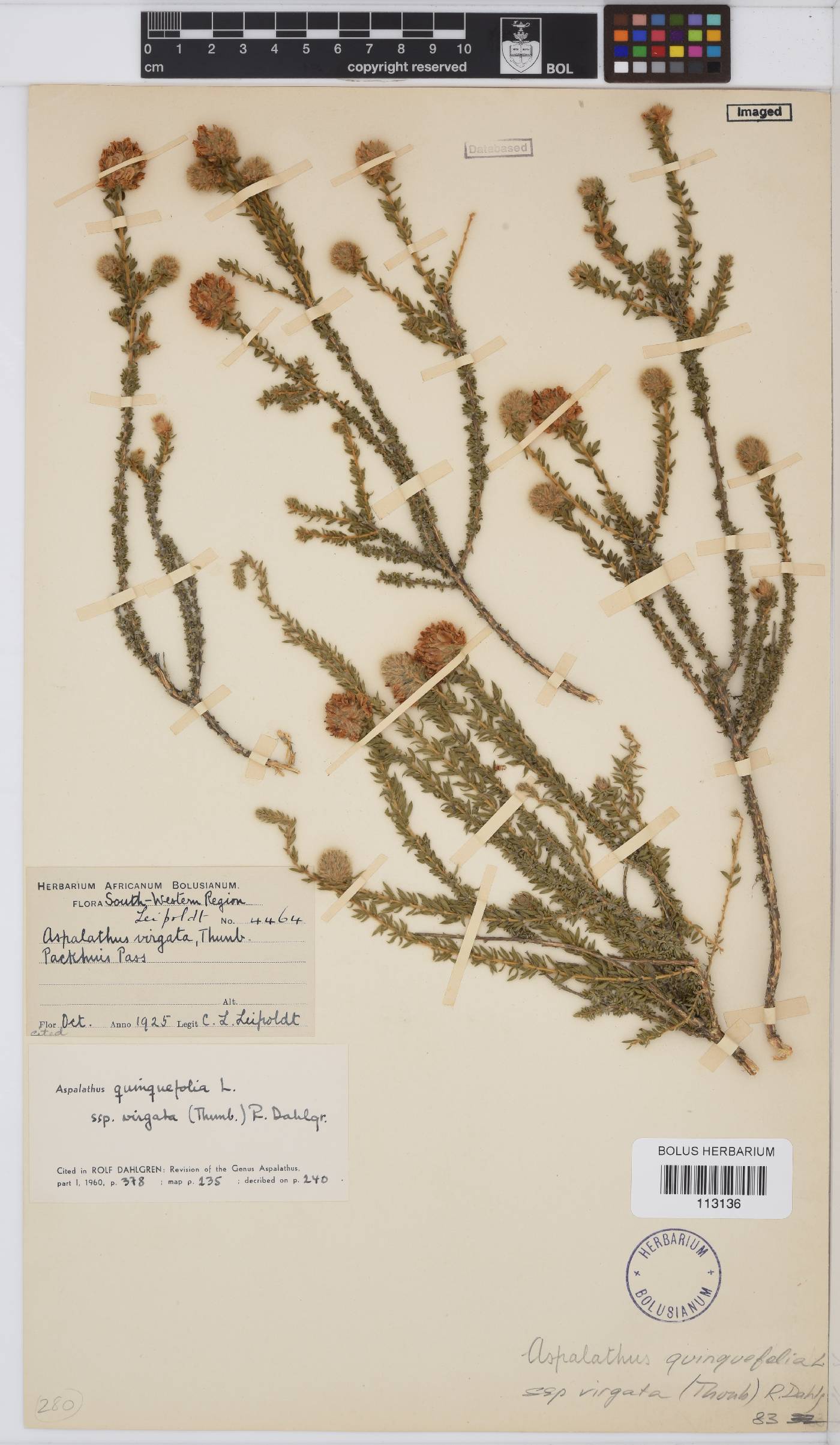 Aspalathus quinquefolia image