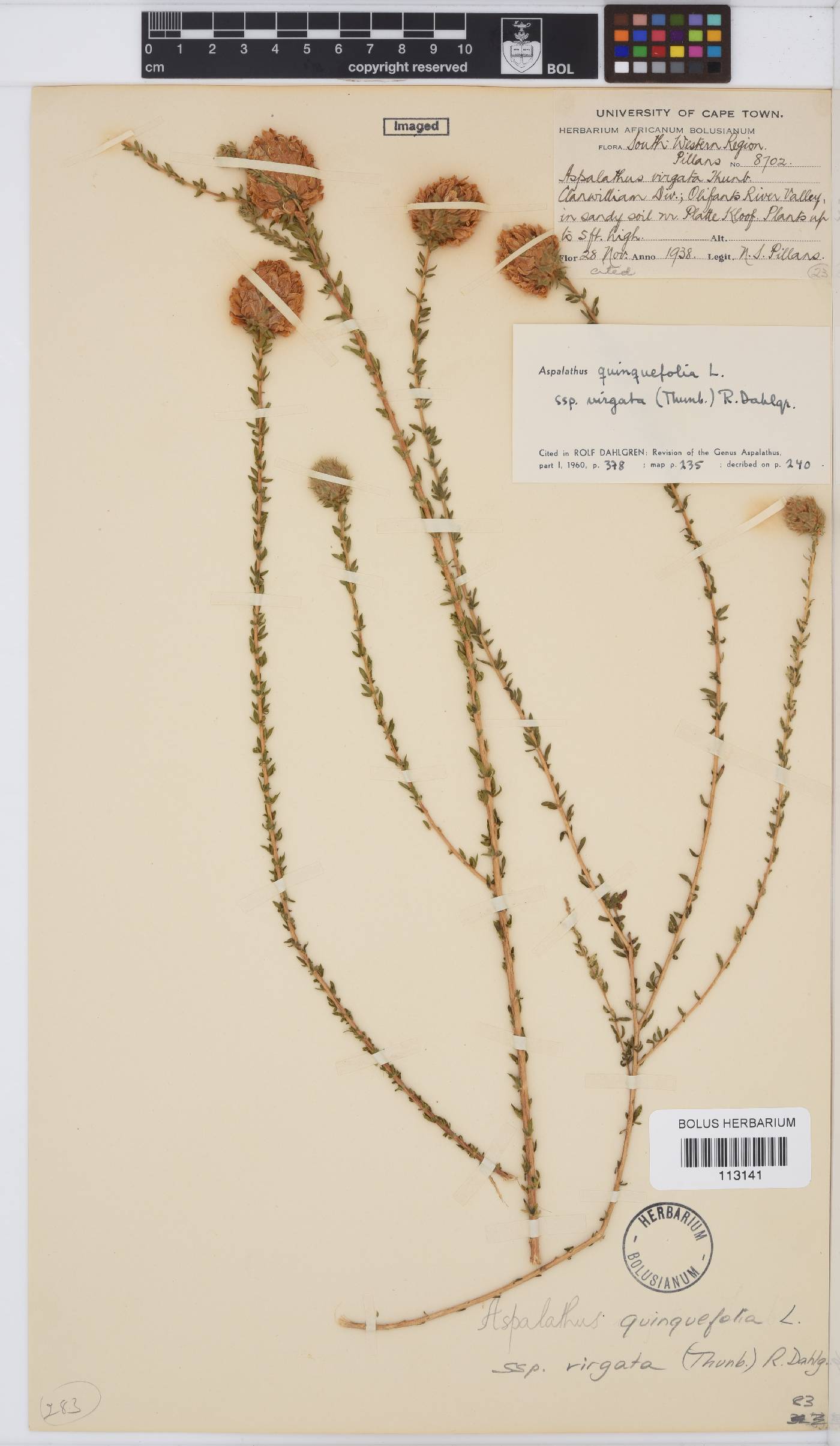 Aspalathus quinquefolia subsp. virgata image