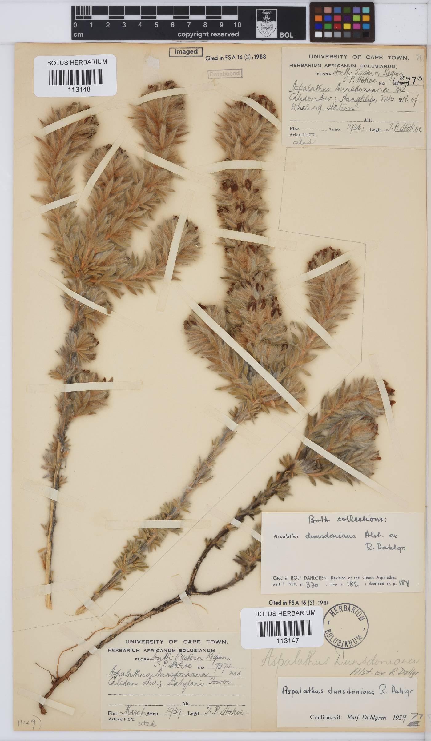 Aspalathus dunsdoniana image