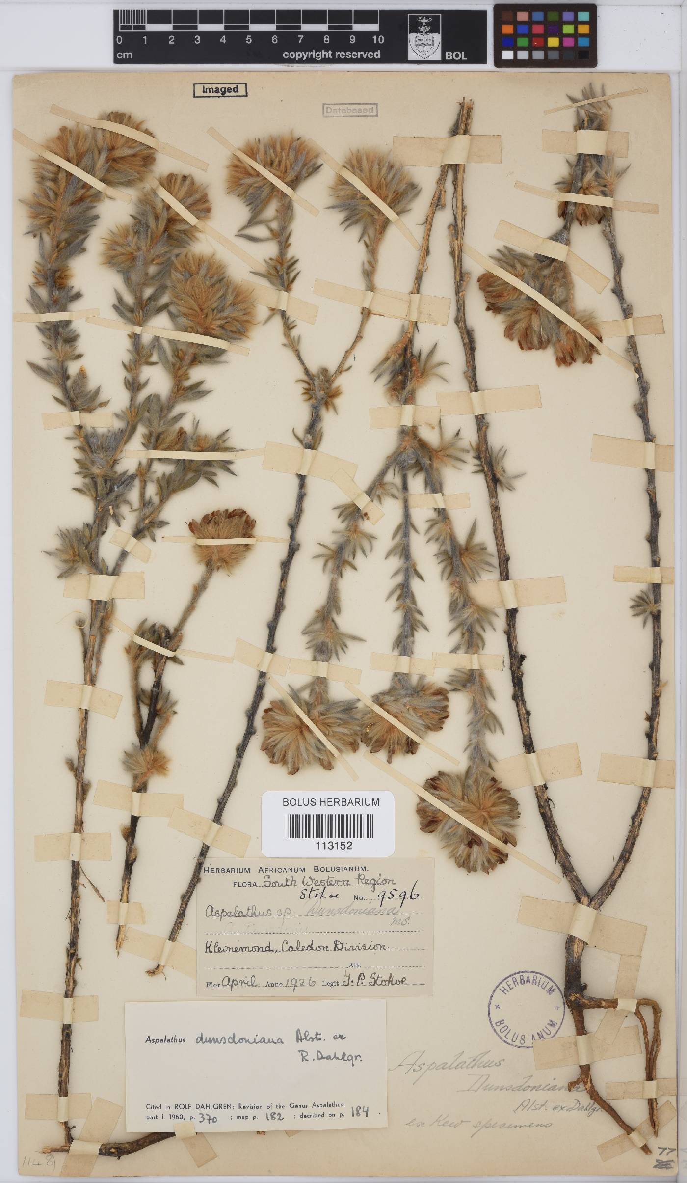 Aspalathus dunsdoniana image