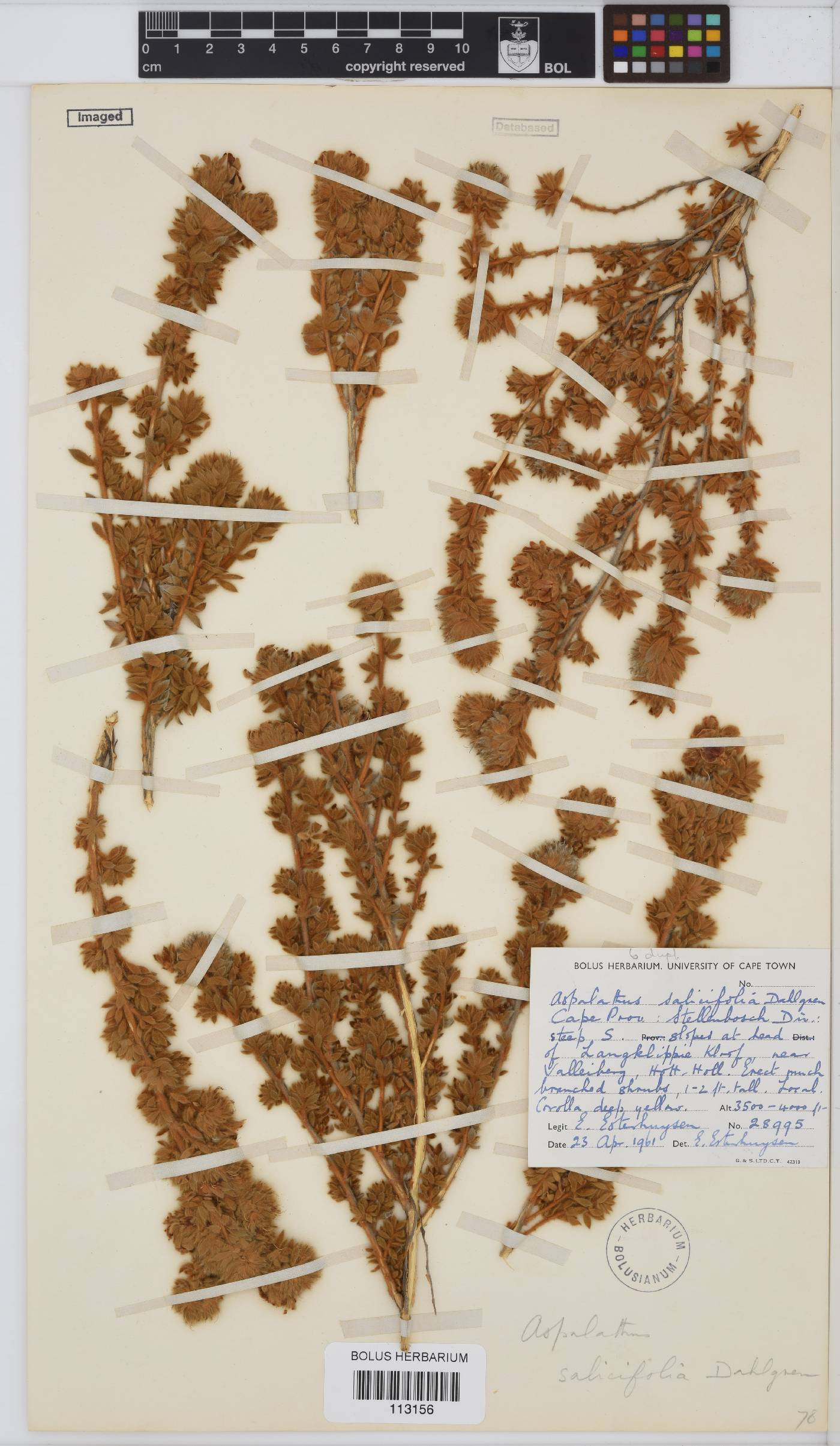 Aspalathus salicifolia image