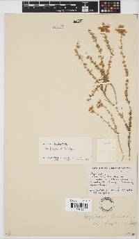 Aspalathus tridentata subsp. fragilis image
