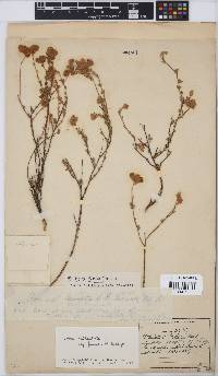 Aspalathus tridentata subsp. fragilis image