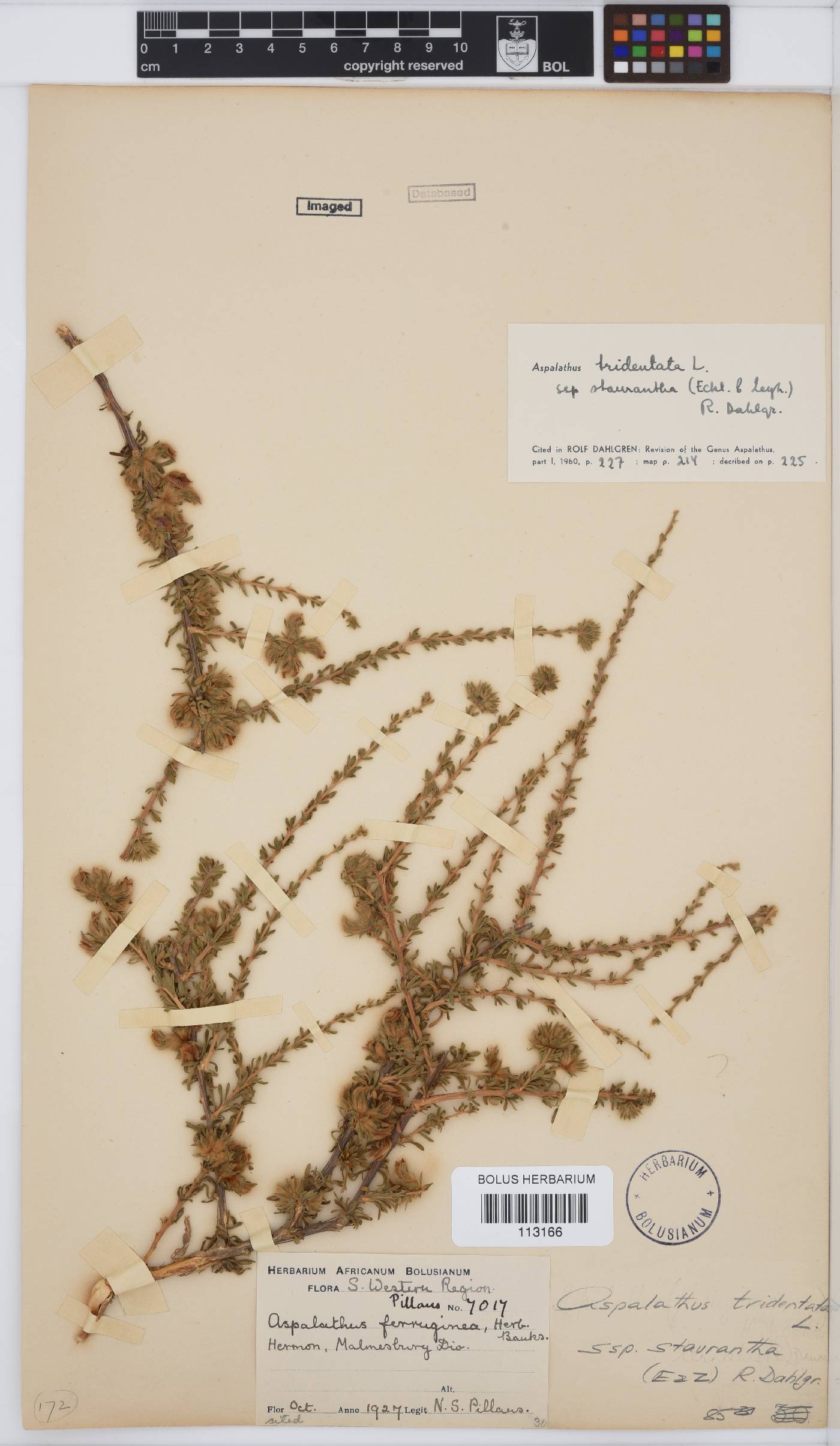 Aspalathus tridentata subsp. staurantha image