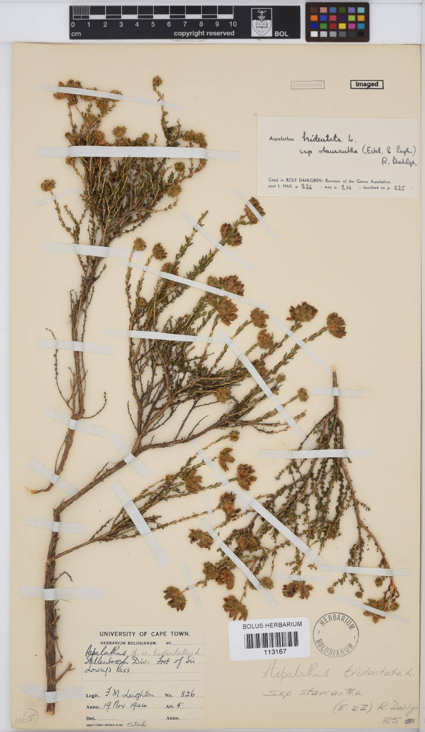 Aspalathus tridentata subsp. staurantha image