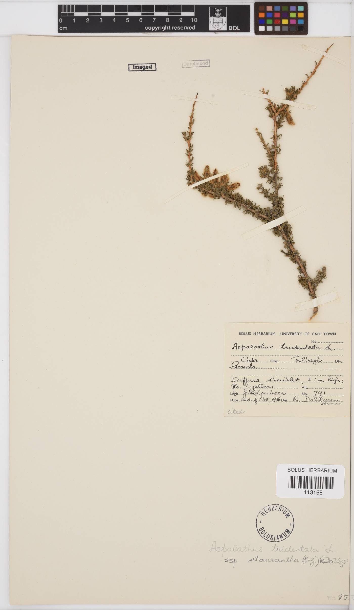 Aspalathus tridentata subsp. staurantha image