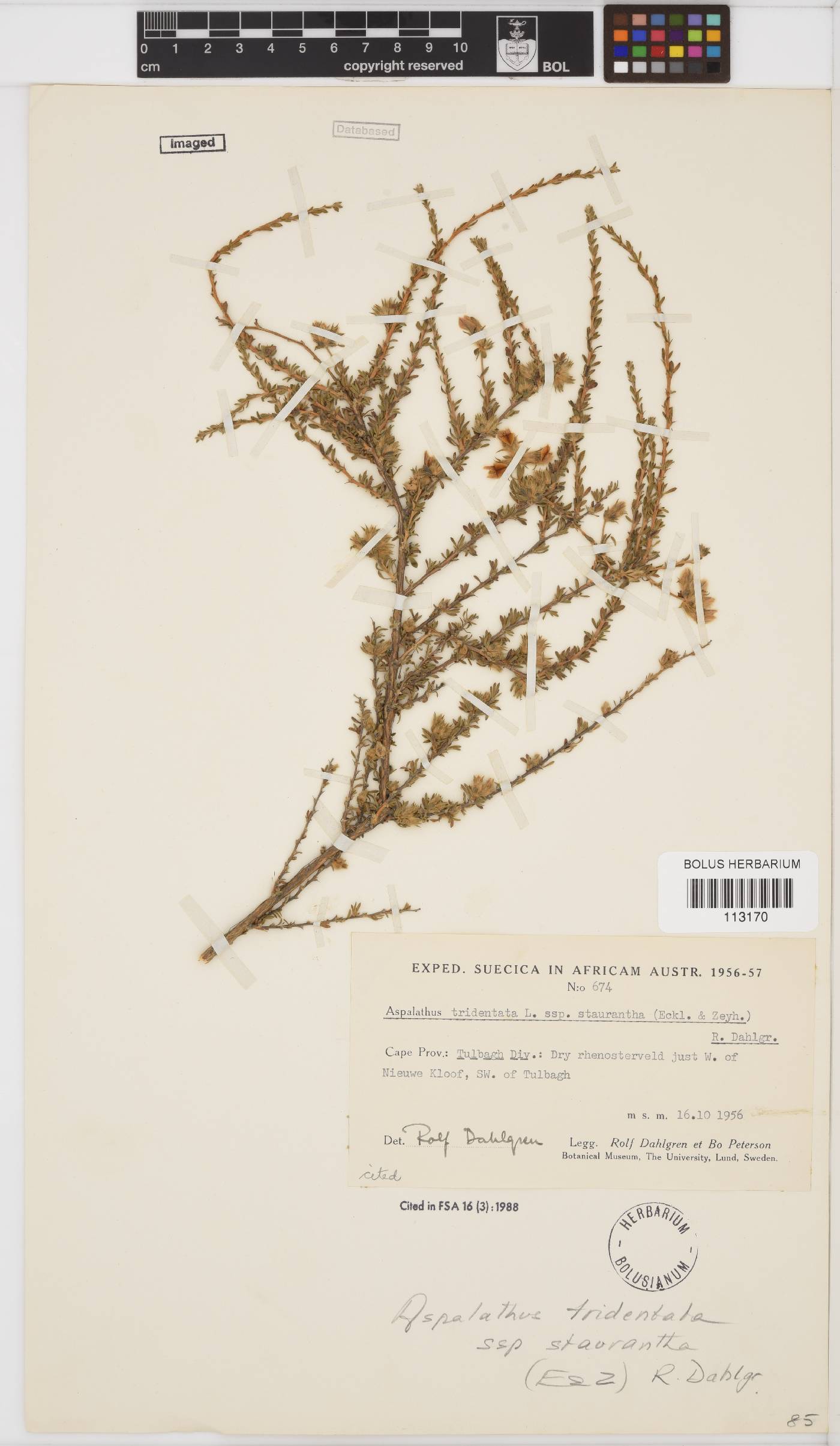 Aspalathus tridentata subsp. staurantha image