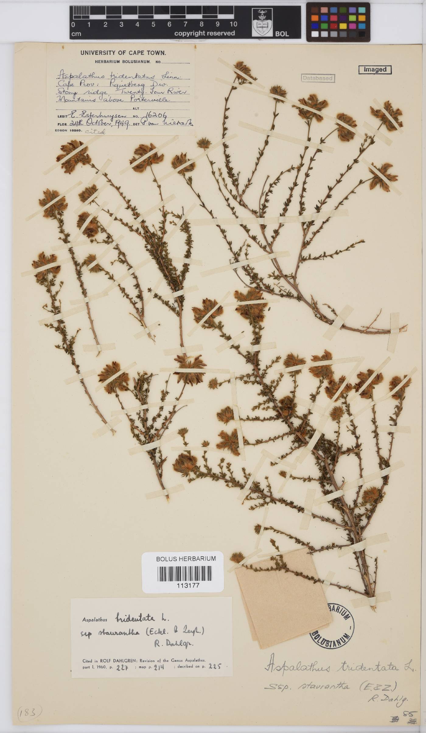 Aspalathus tridentata subsp. staurantha image