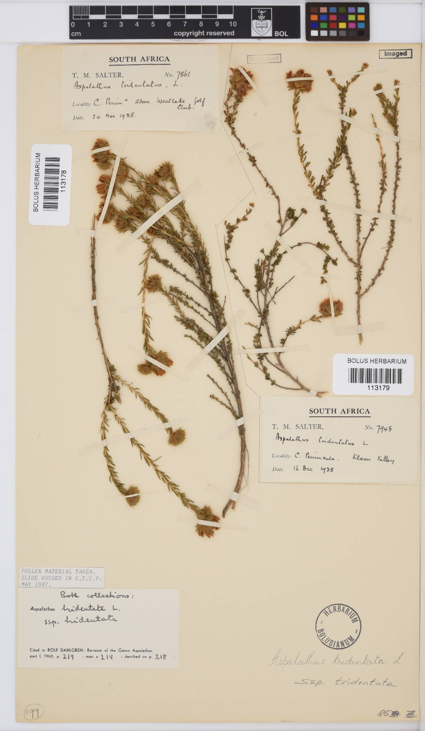 Aspalathus tridentata image