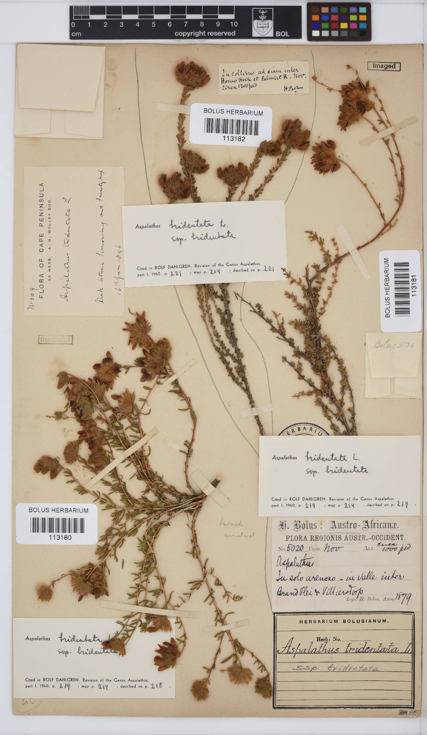 Aspalathus tridentata image