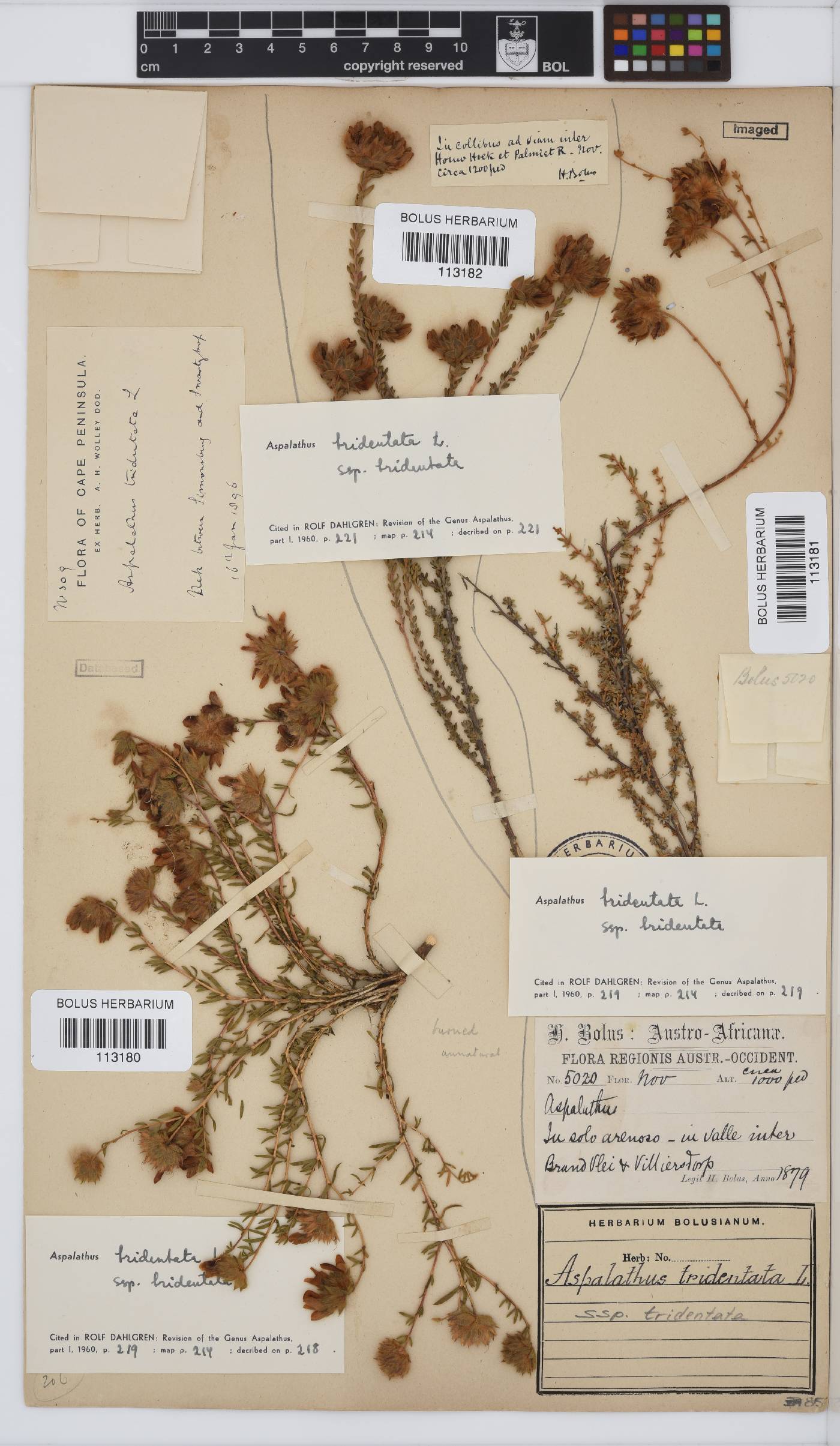 Aspalathus tridentata subsp. tridentata image