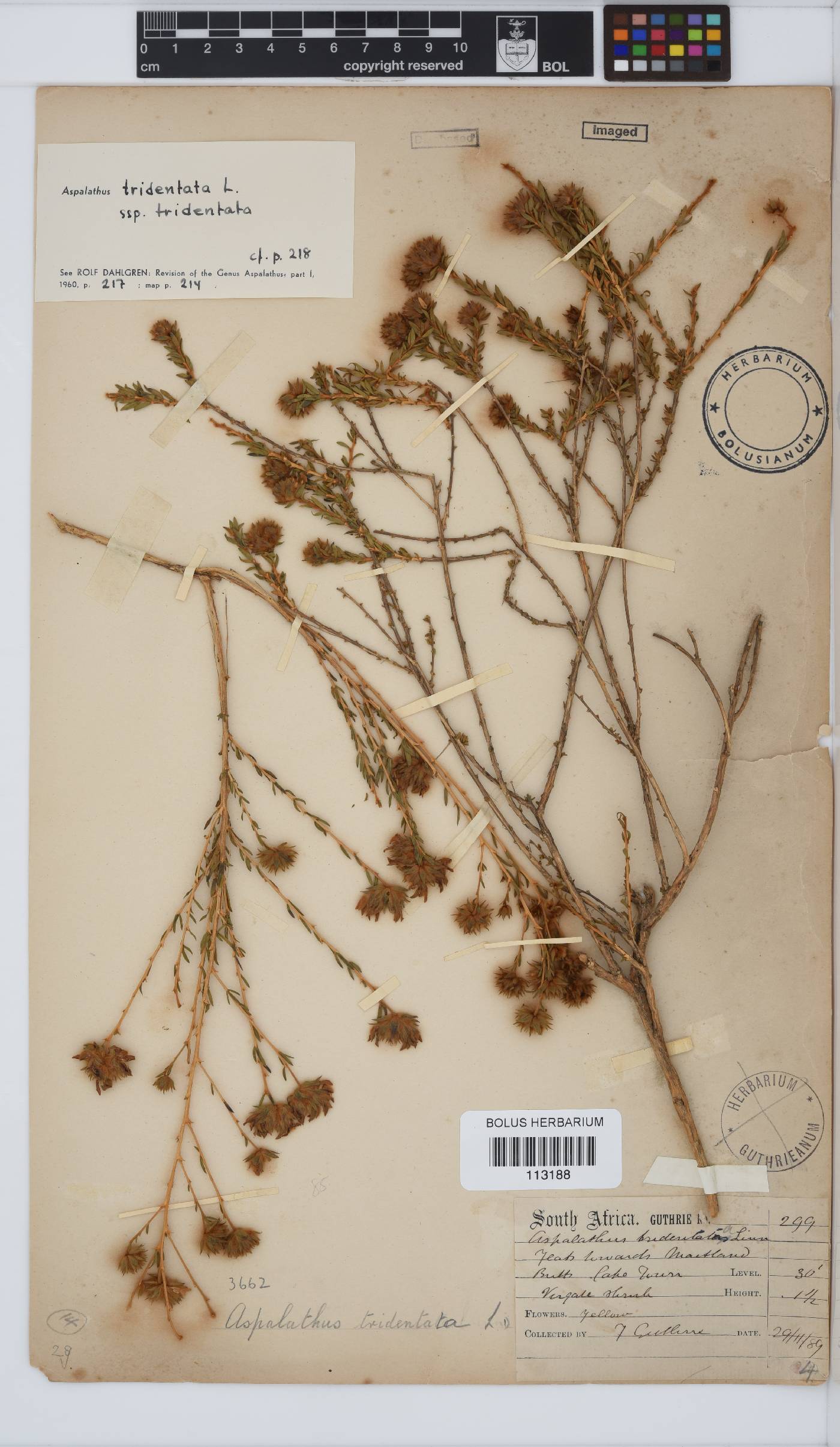 Aspalathus tridentata image