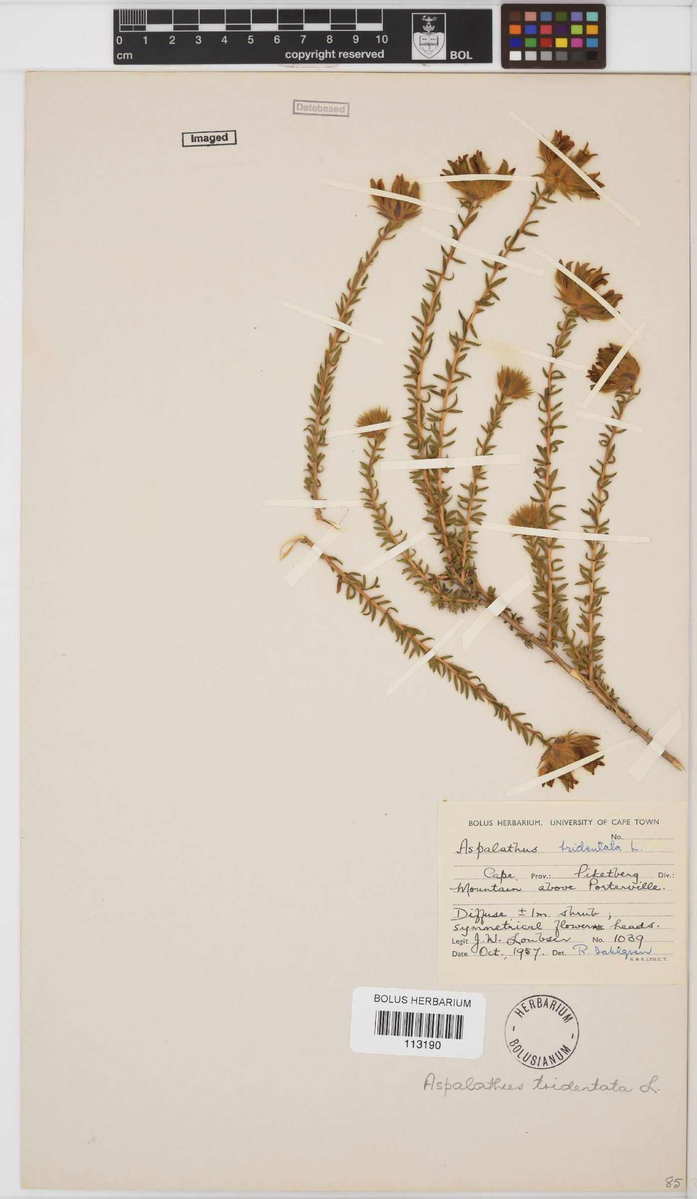 Aspalathus tridentata subsp. tridentata image