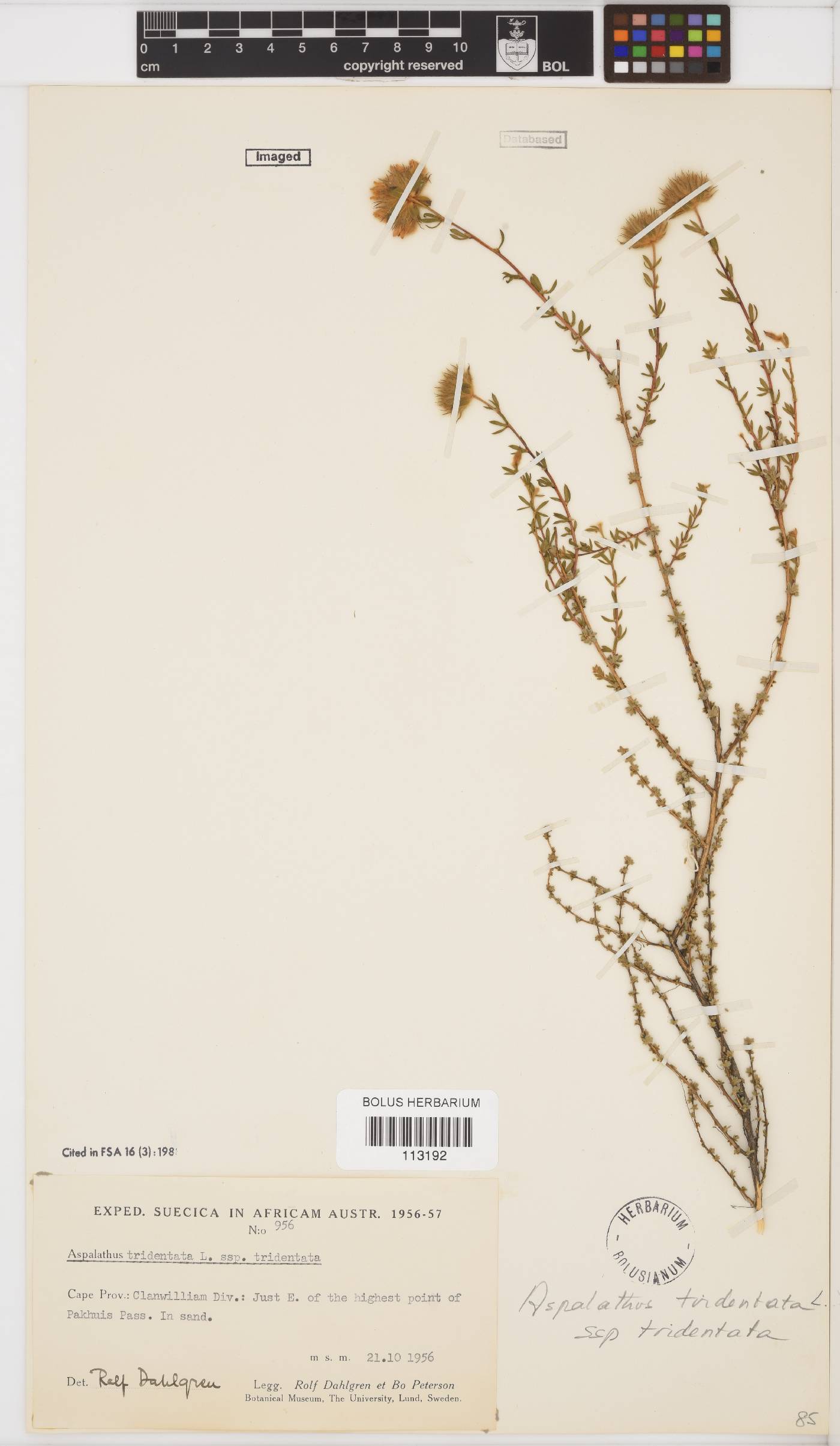 Aspalathus tridentata subsp. tridentata image