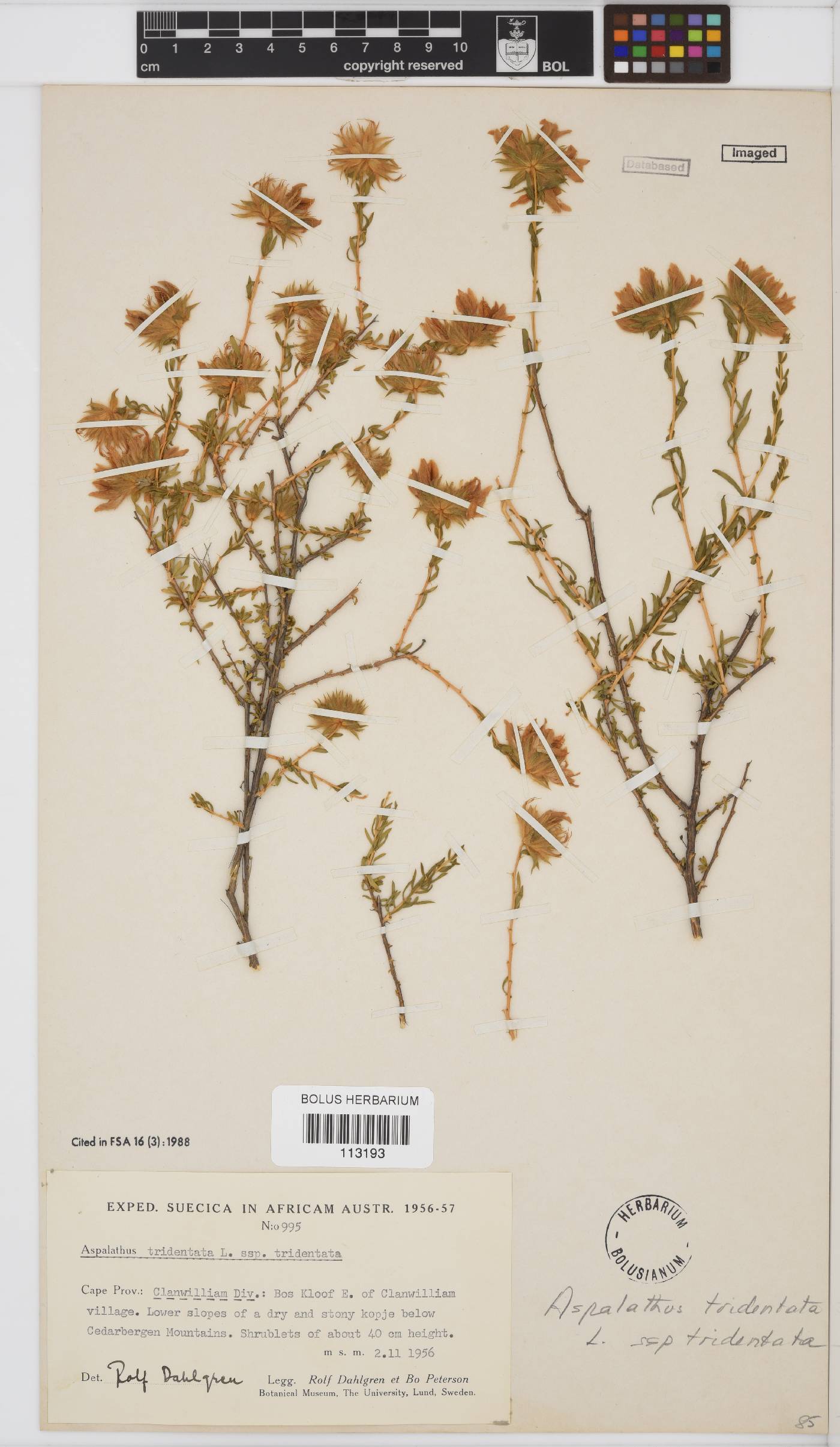 Aspalathus tridentata subsp. tridentata image