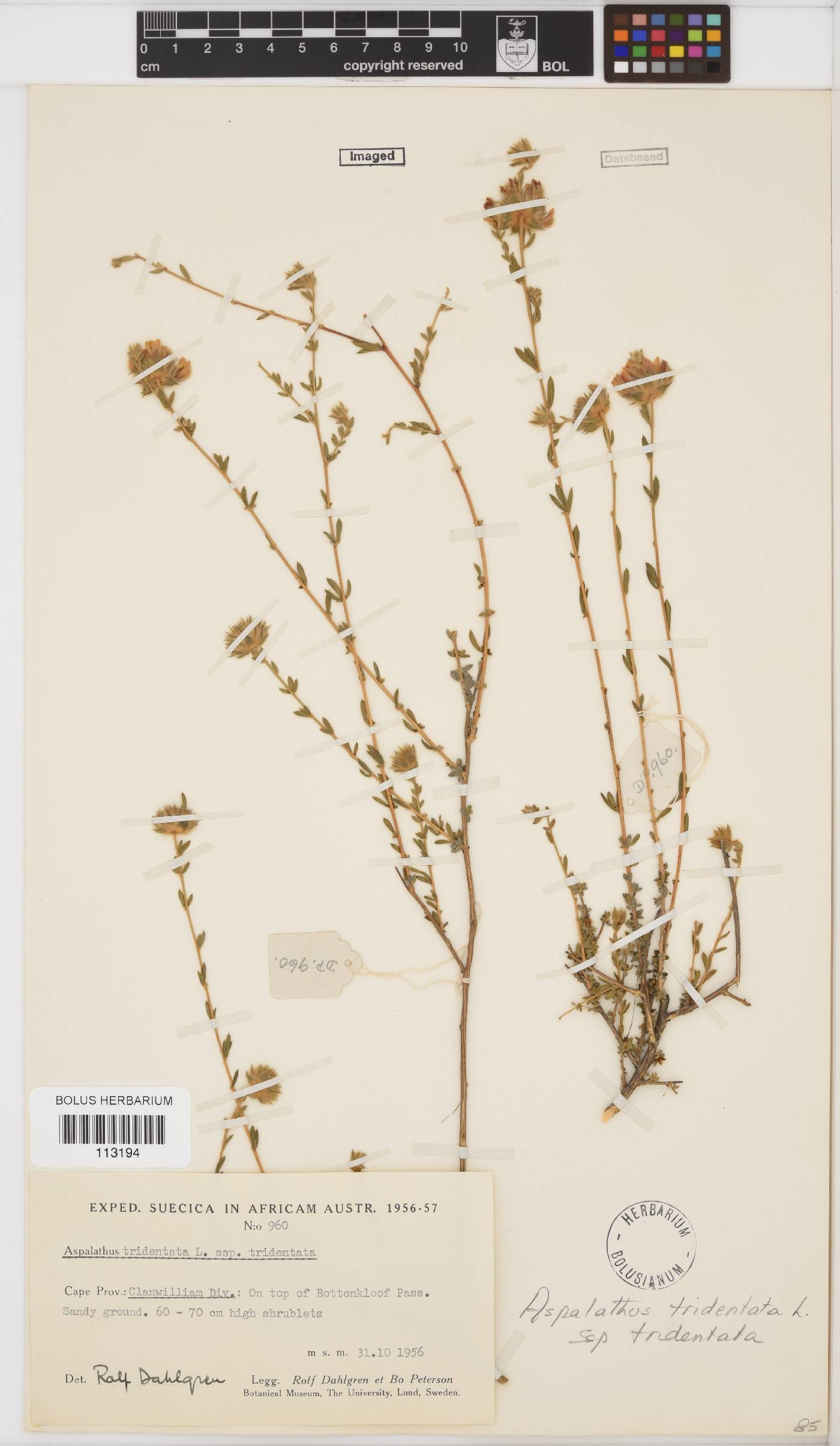 Aspalathus tridentata subsp. tridentata image